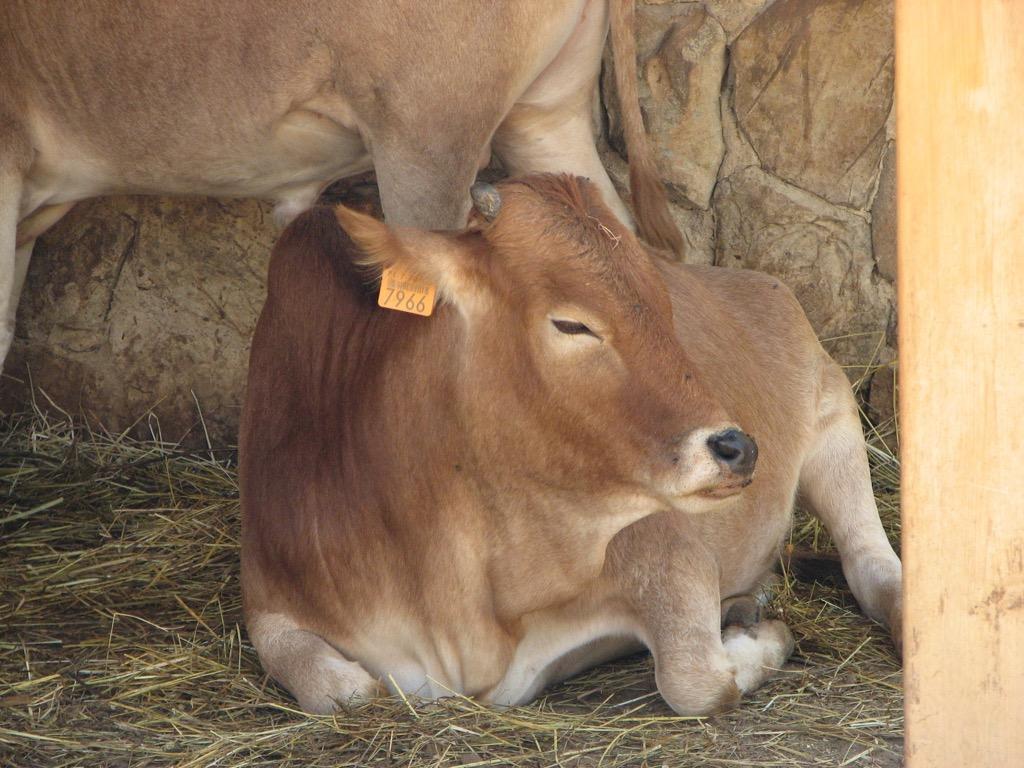 1024x768 Baby Cows Wallpaper HD