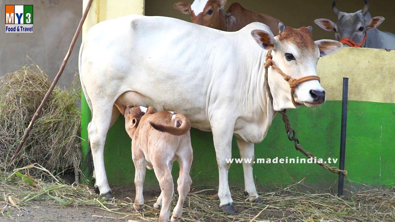 1280x720 Most Funny and Cute Baby Cow Videos .