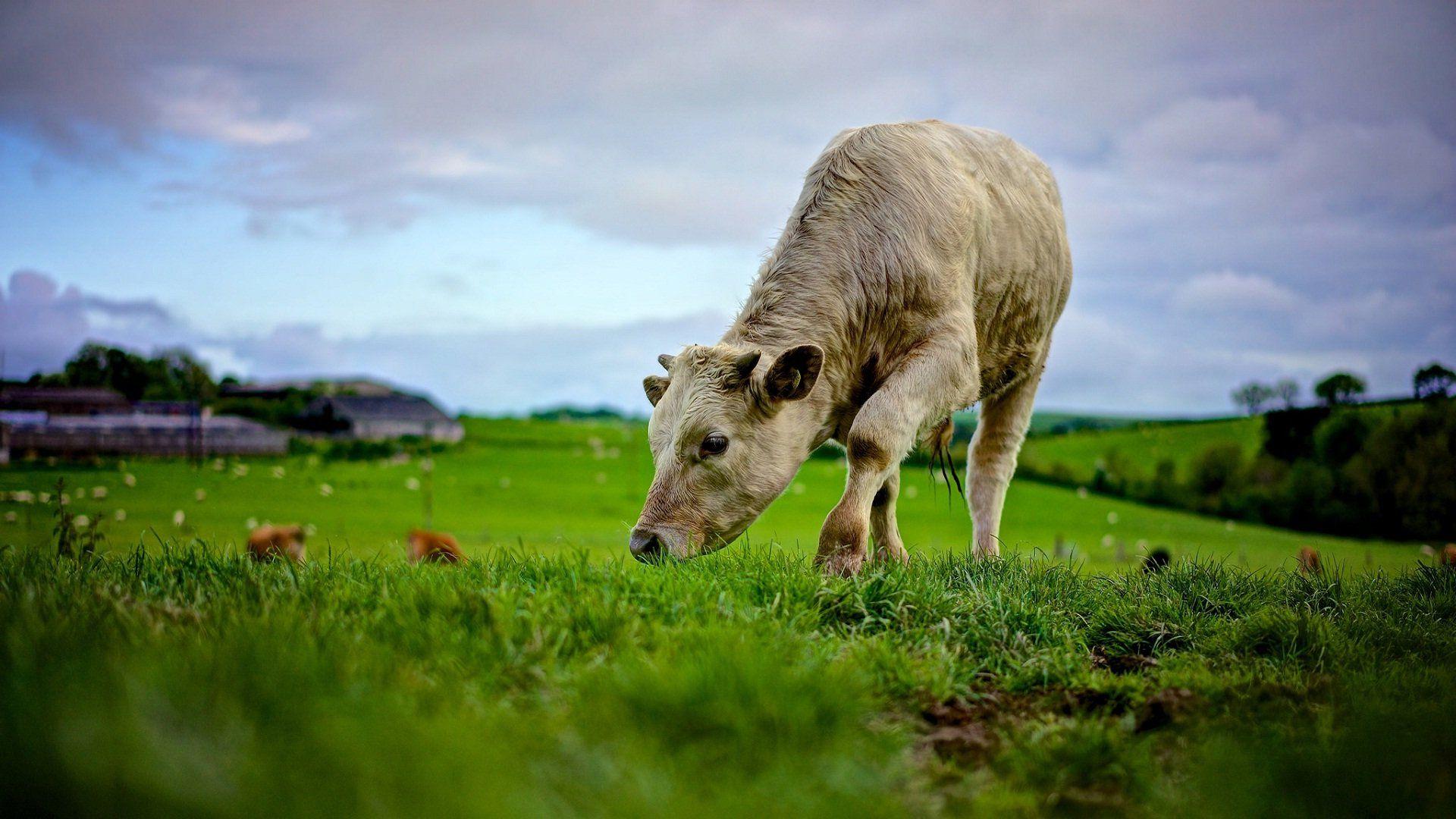 1920x1080 Calf Baby Cow Grassing Beautiful Pet .