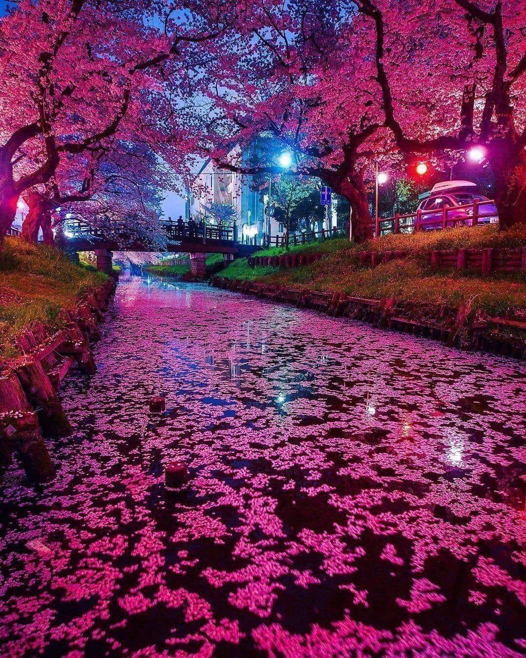 1080x1350 The Japanese Cherry Blossom At Night .de