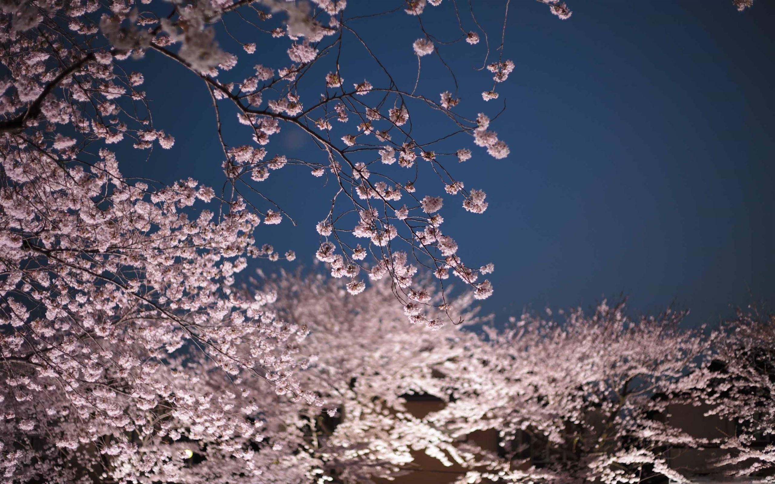 2560x1600 Cherry Blossoms Night MacBook Air .