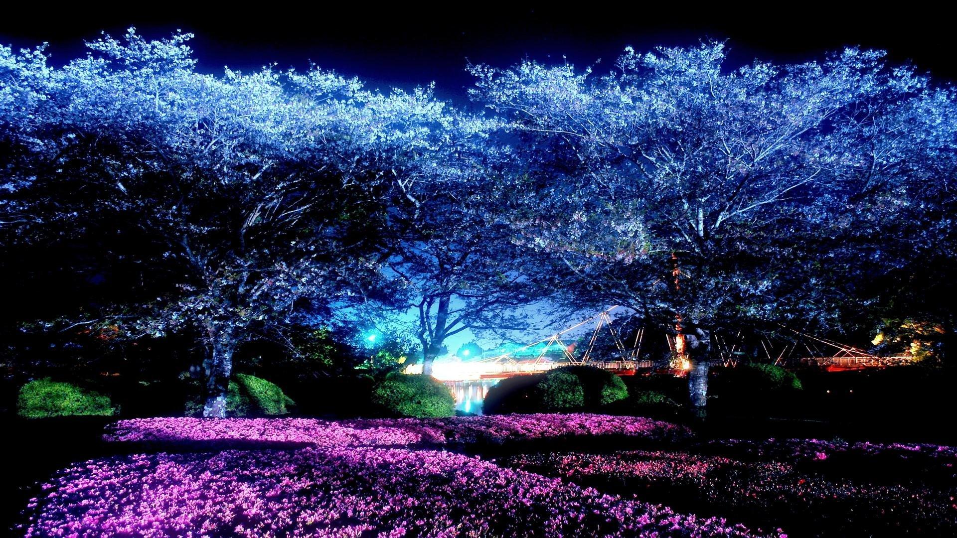 1920x1080 Moonlight Park Night Cherry Blossoms .itl.cat
