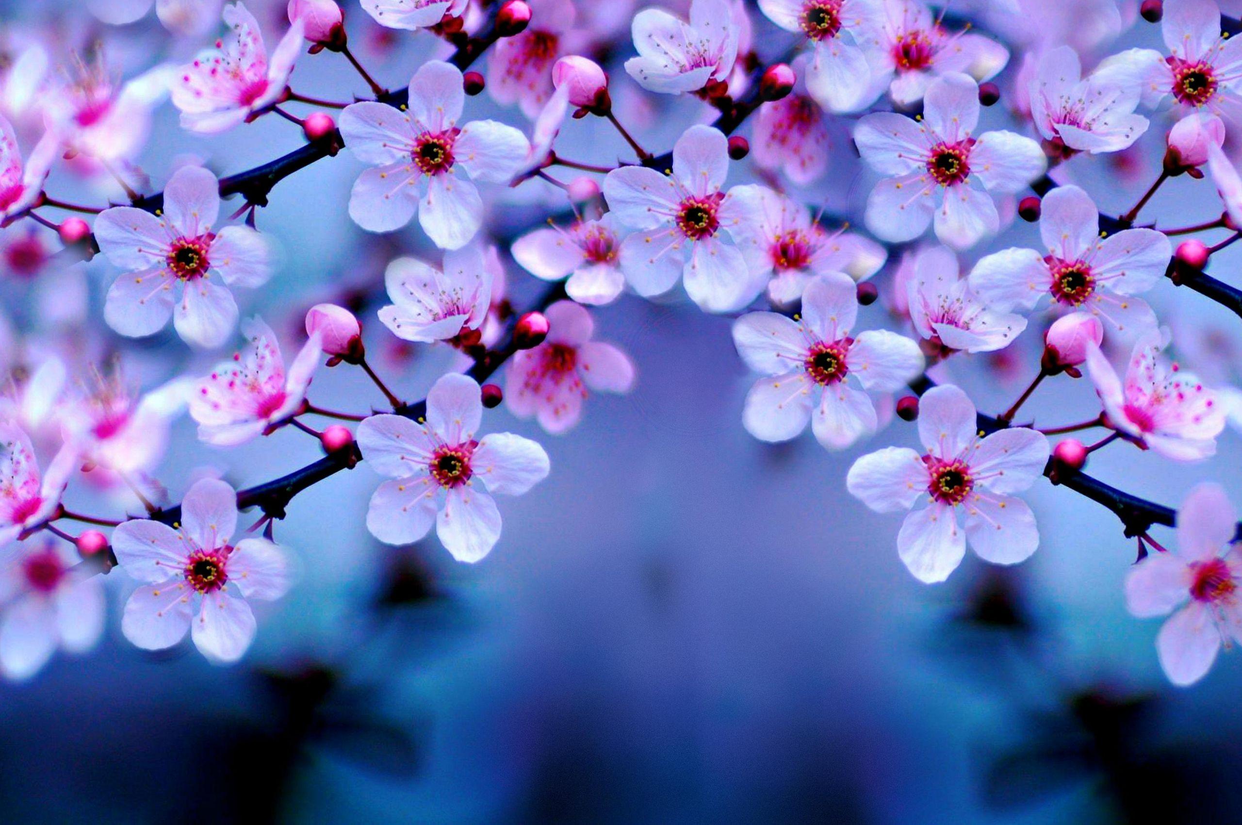 2560x1700 Free download Cherry Blossom Wallpaper .