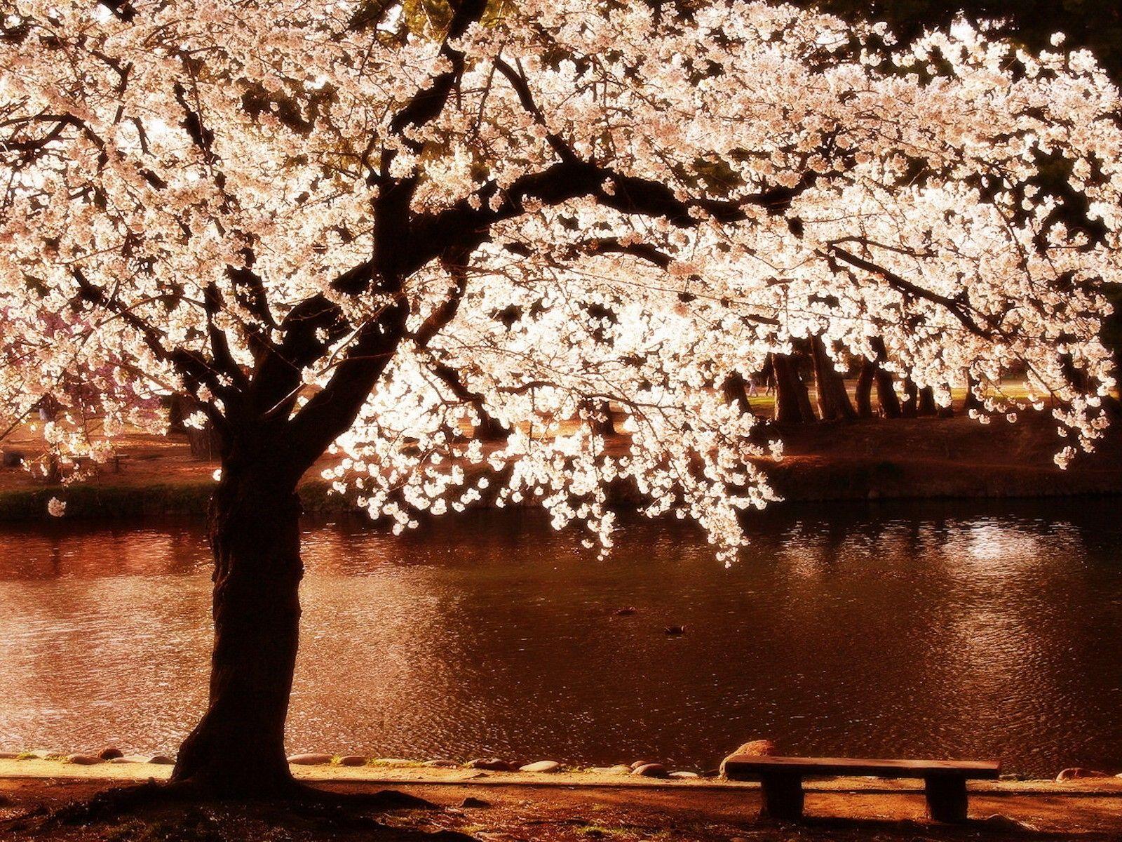 1600x1200 cherry, Blossoms, Trees, Night, Flowers .