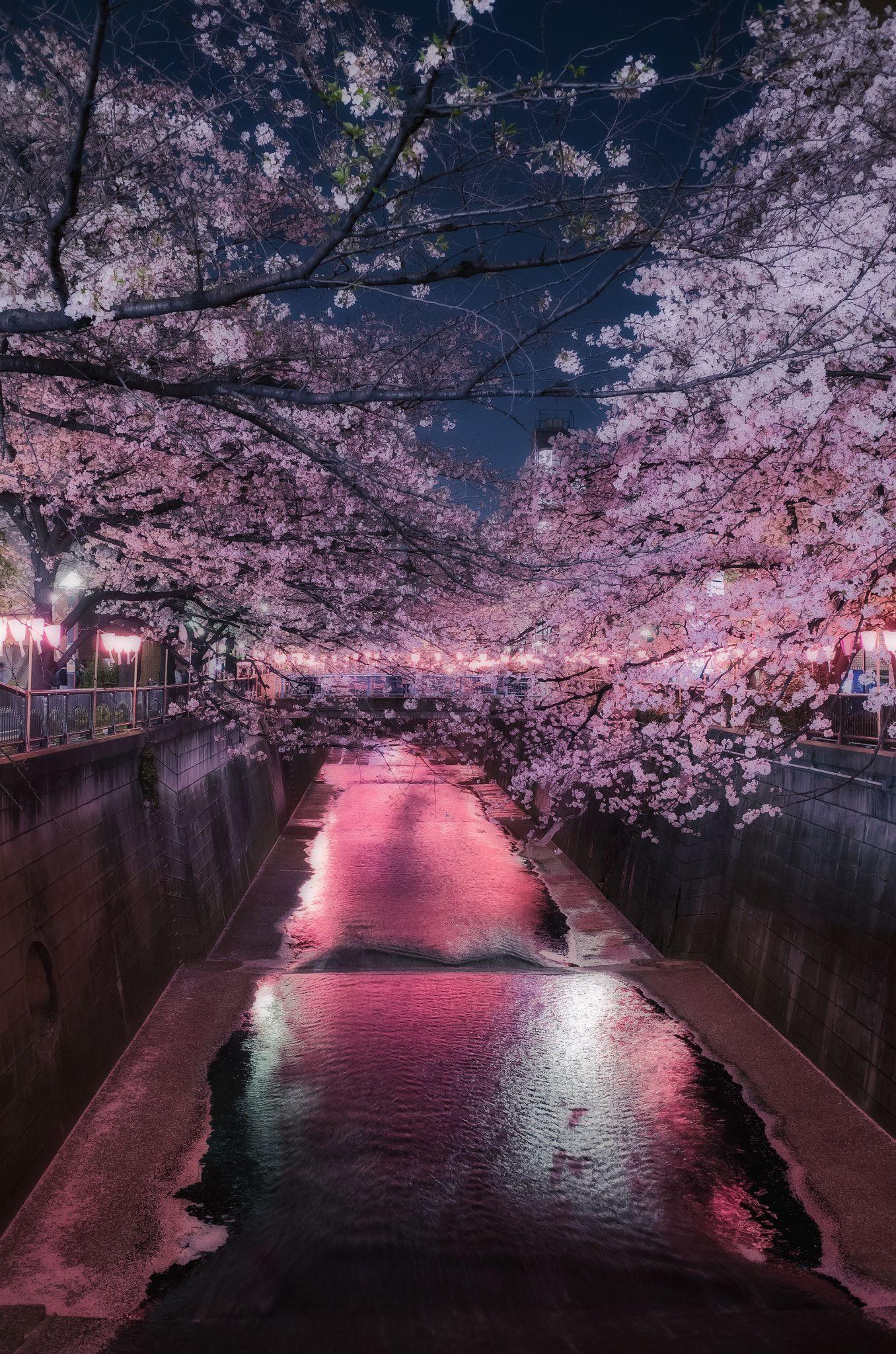 prompthunt: Japanese street at night, cherry blossom petals, highly  detailed, 3D render, digital art, artstation, 8K photography, matte  photo-realistic, vivid colors, moody cool temperature, by Hayao Ghibli  Miyazaki, breath of the wild
