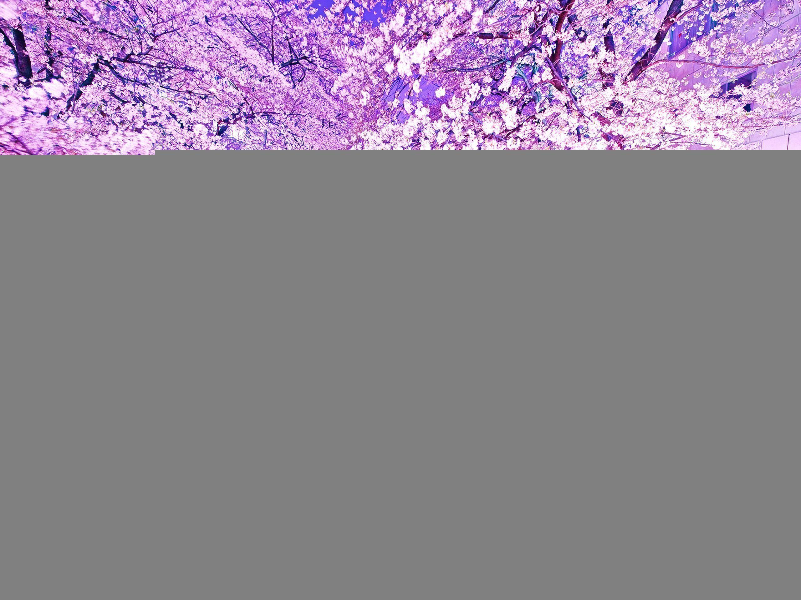 2560x1920 Cherry Blossom Wallpaper Night .line.