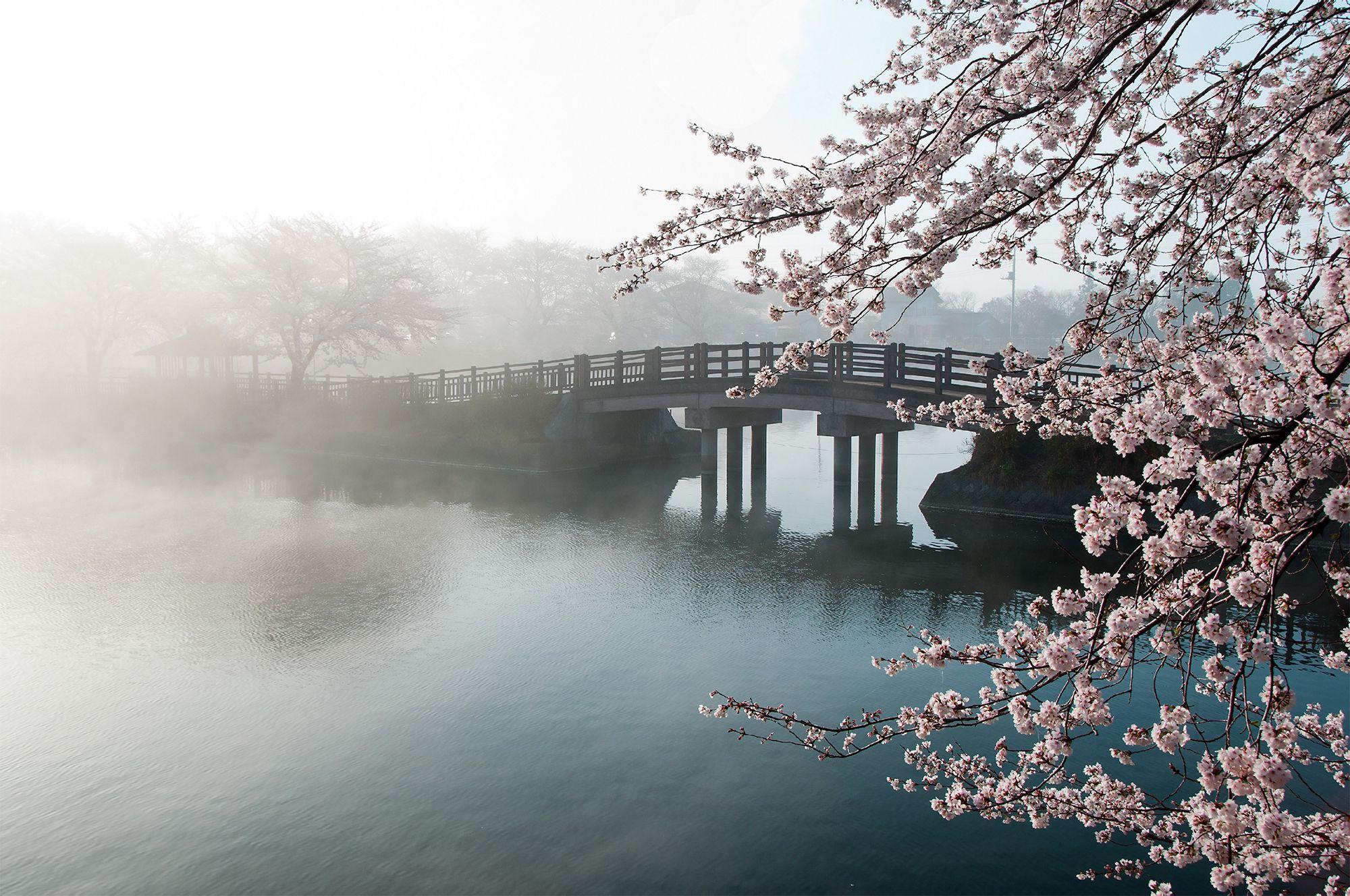 2000x1328 Bridge and Blossoming Tree HD Wallpaper .gallery.