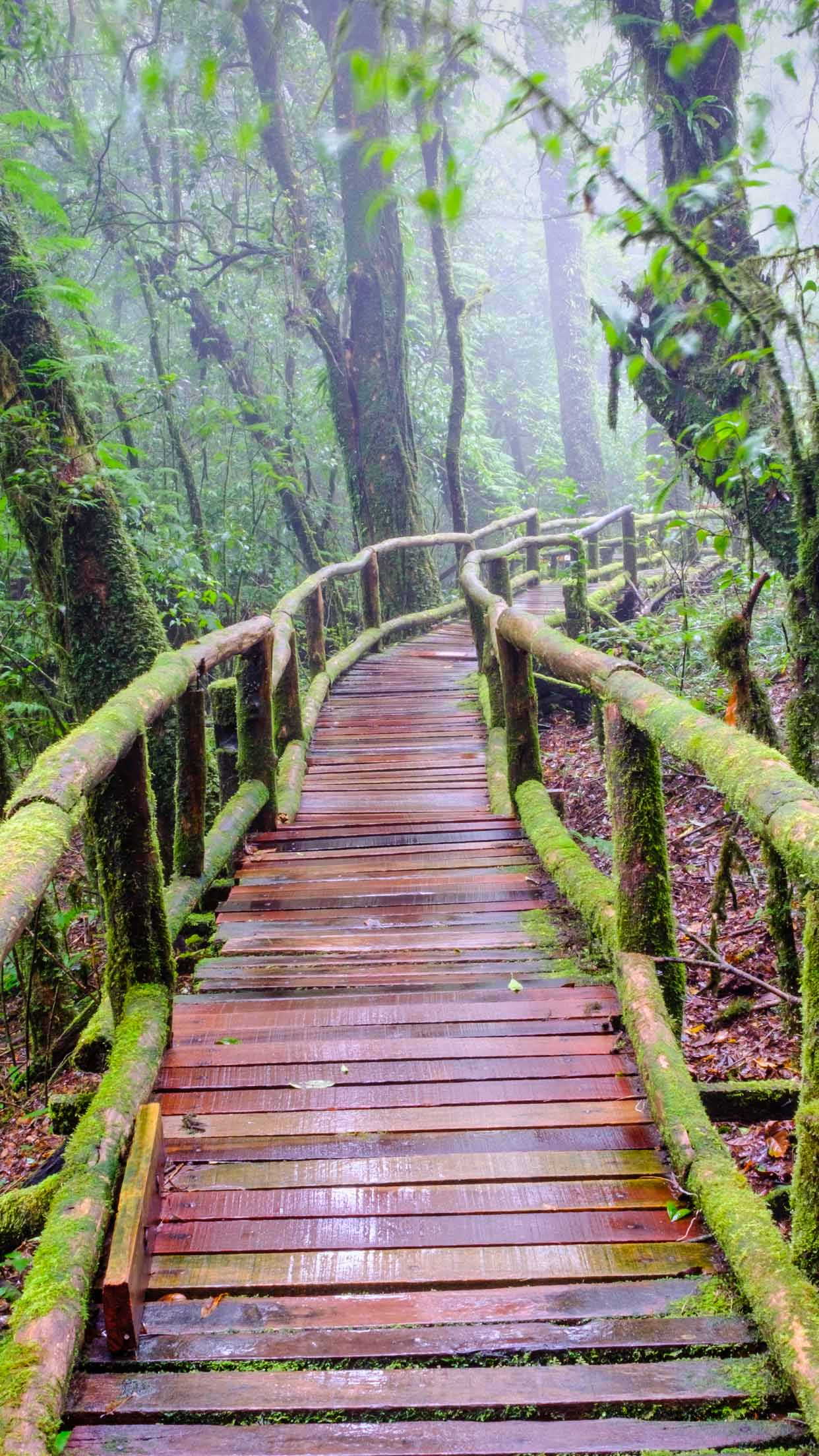 1242x2208 Best Nature iPhone XS Wallpaper .