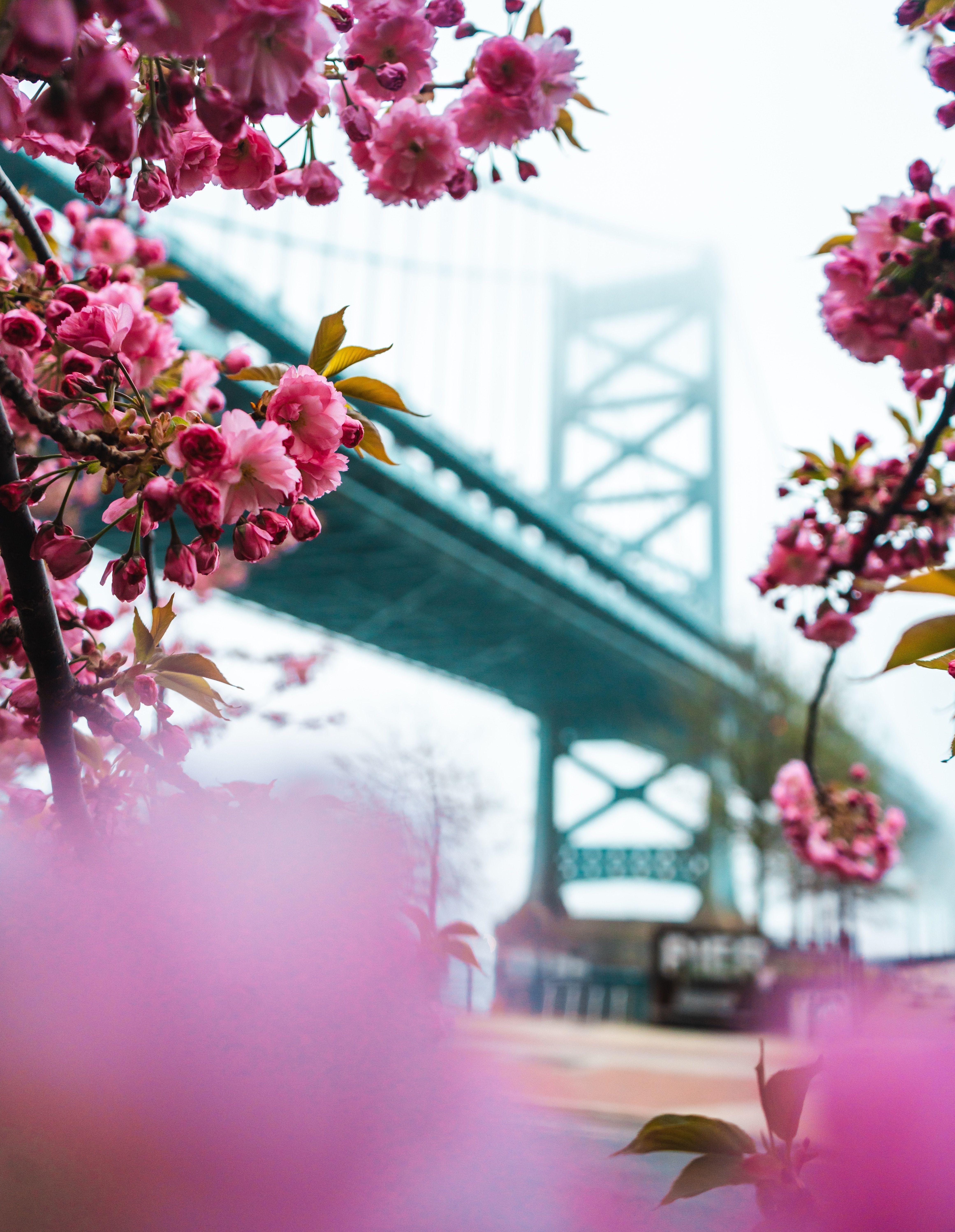 4645x5993 Download wallpaper 4645x5993 sakura .