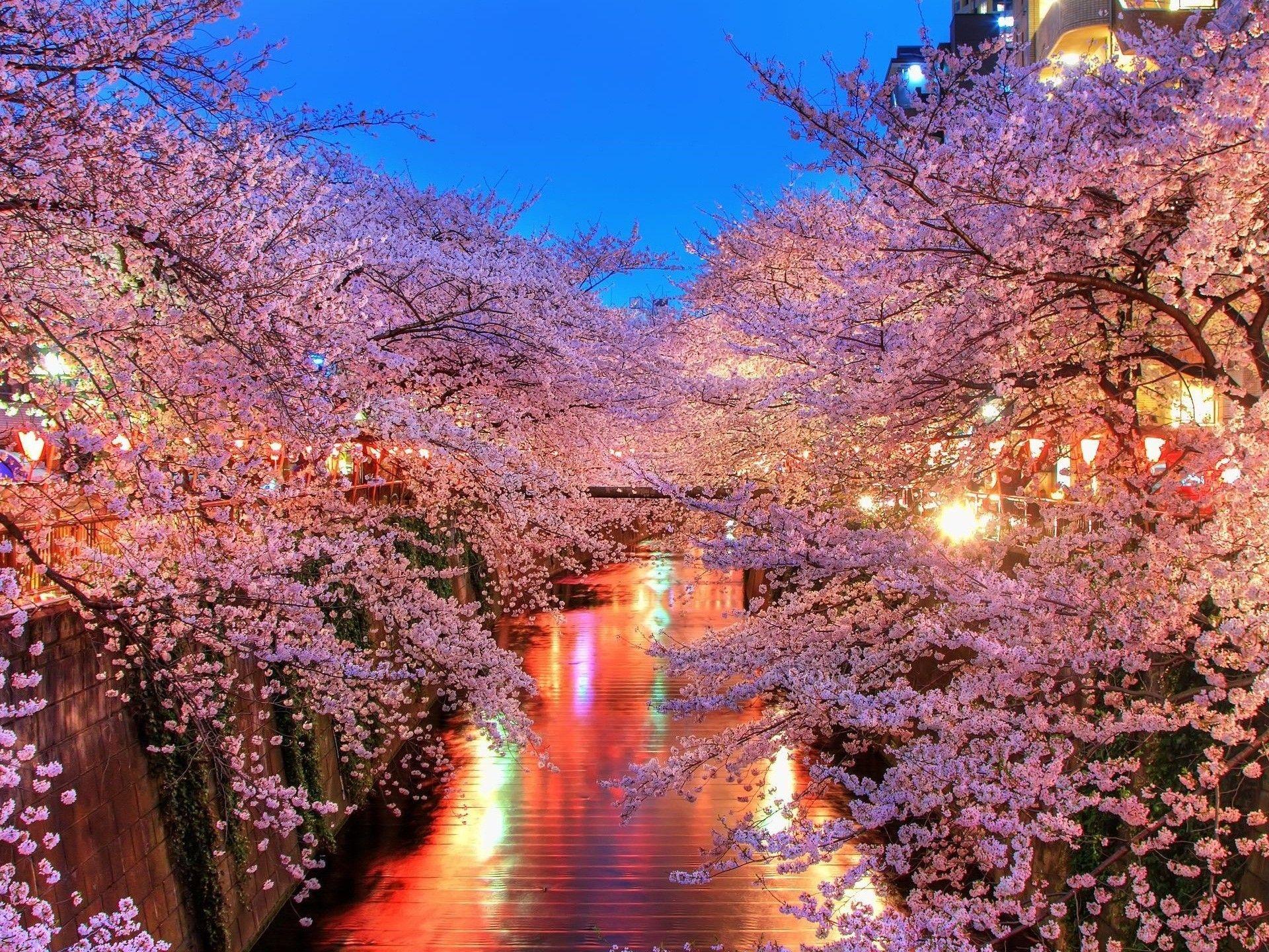 1920x1440 Cherry Blossom Computer Wallpaper .wallpaper