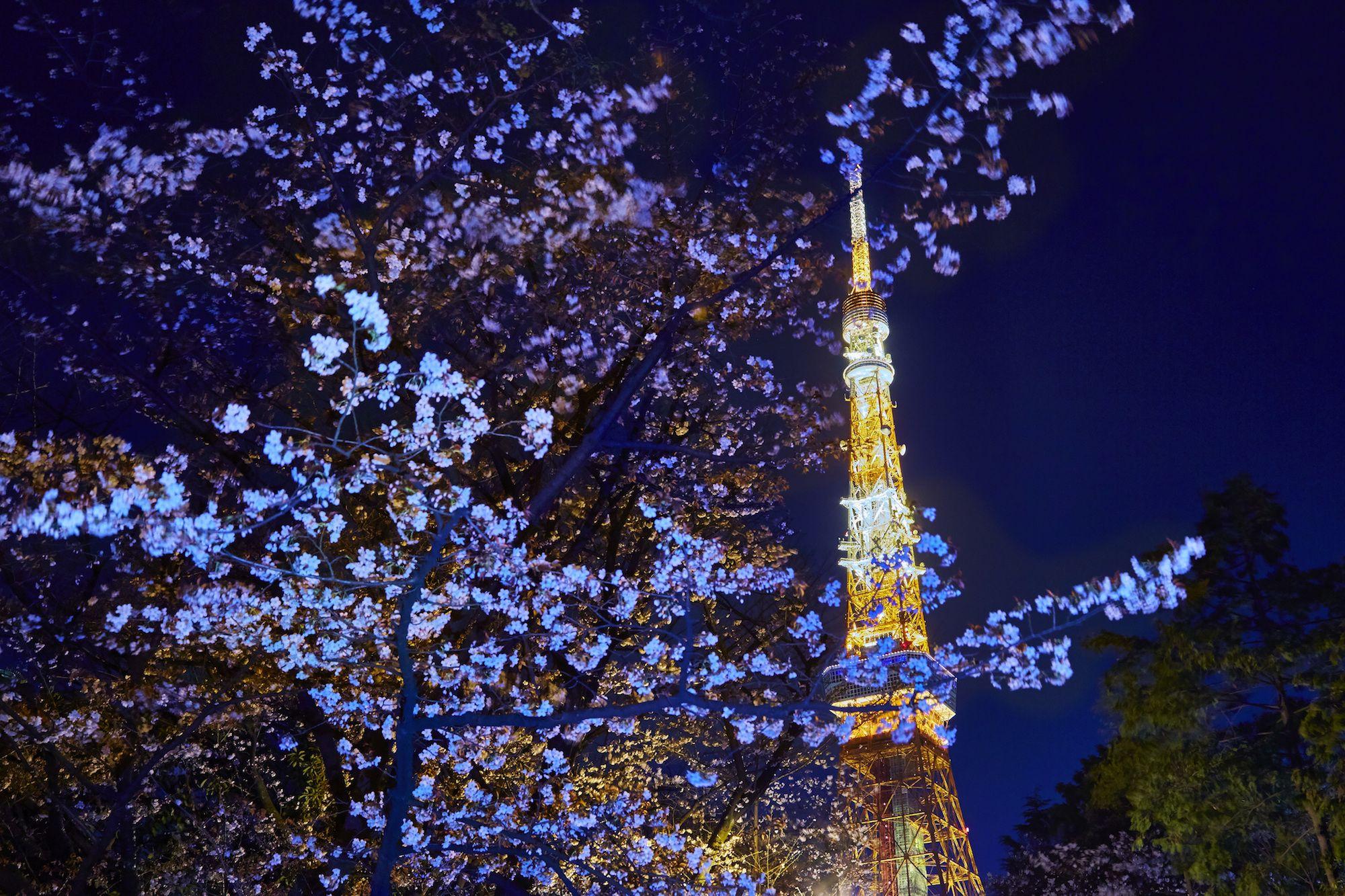 2000x1333 Sakura season: Guide to Japan's cherry .