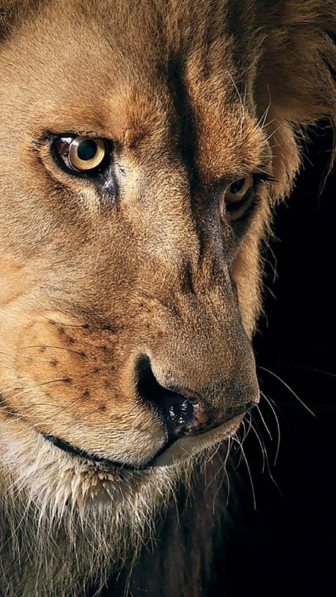 1080x1920 Lion iPhone Wallpaper image .
