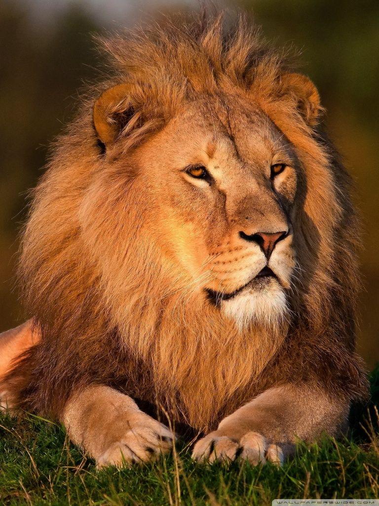 768x1024 Hd Wallpaper Of Lion For Mobile .newallp.