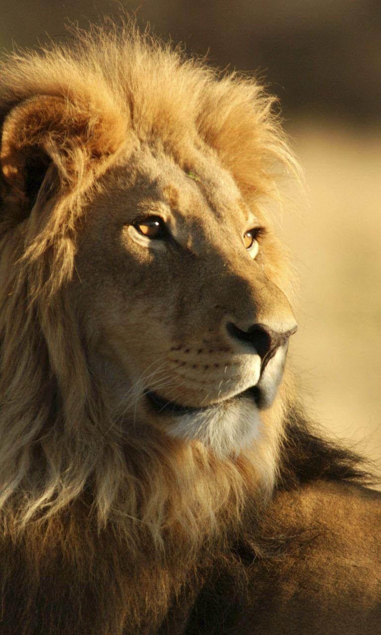 768x1280 Full HD Lion Wallpaper 1080p .itl.cat