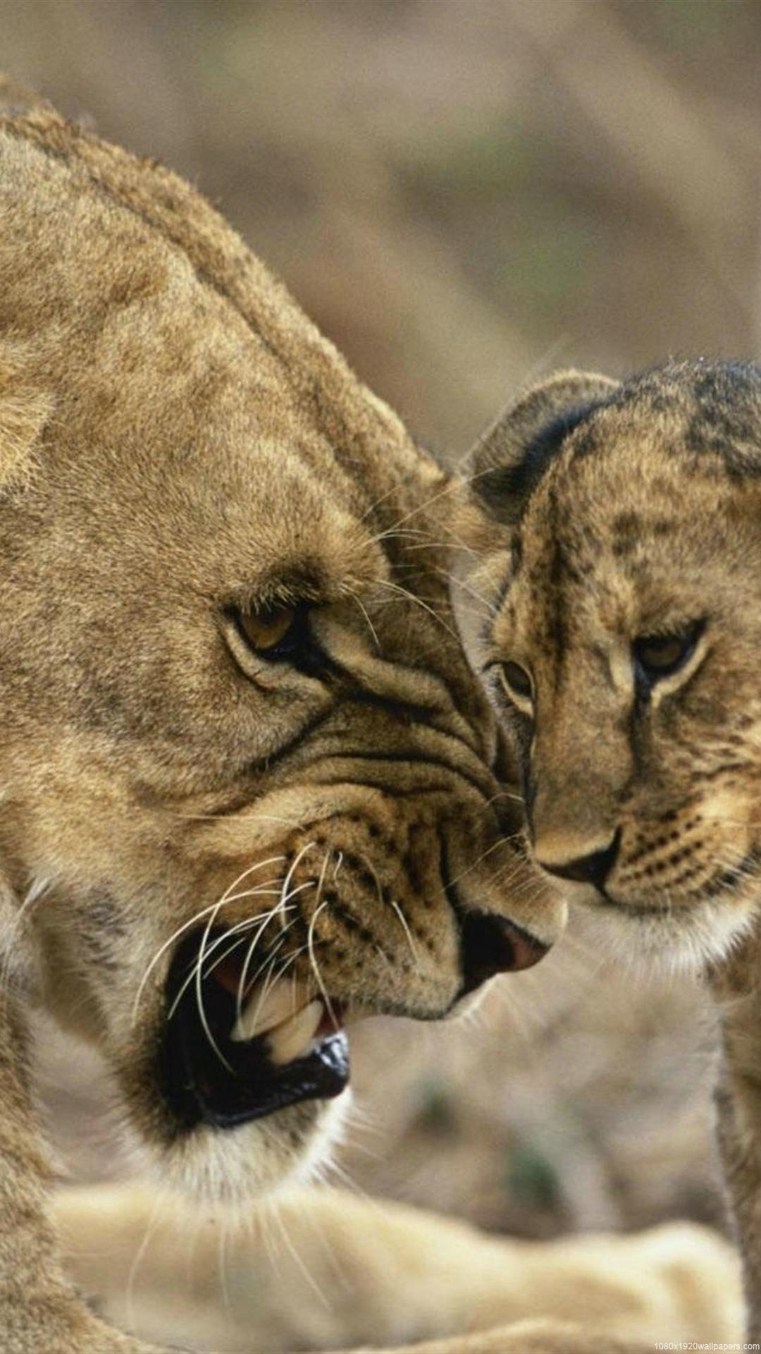 1080x1920 Lion Animal Love Wallpaper HD .