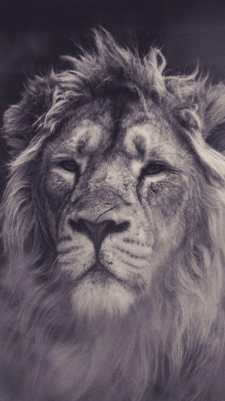 720x1280 Wallpaper Lion