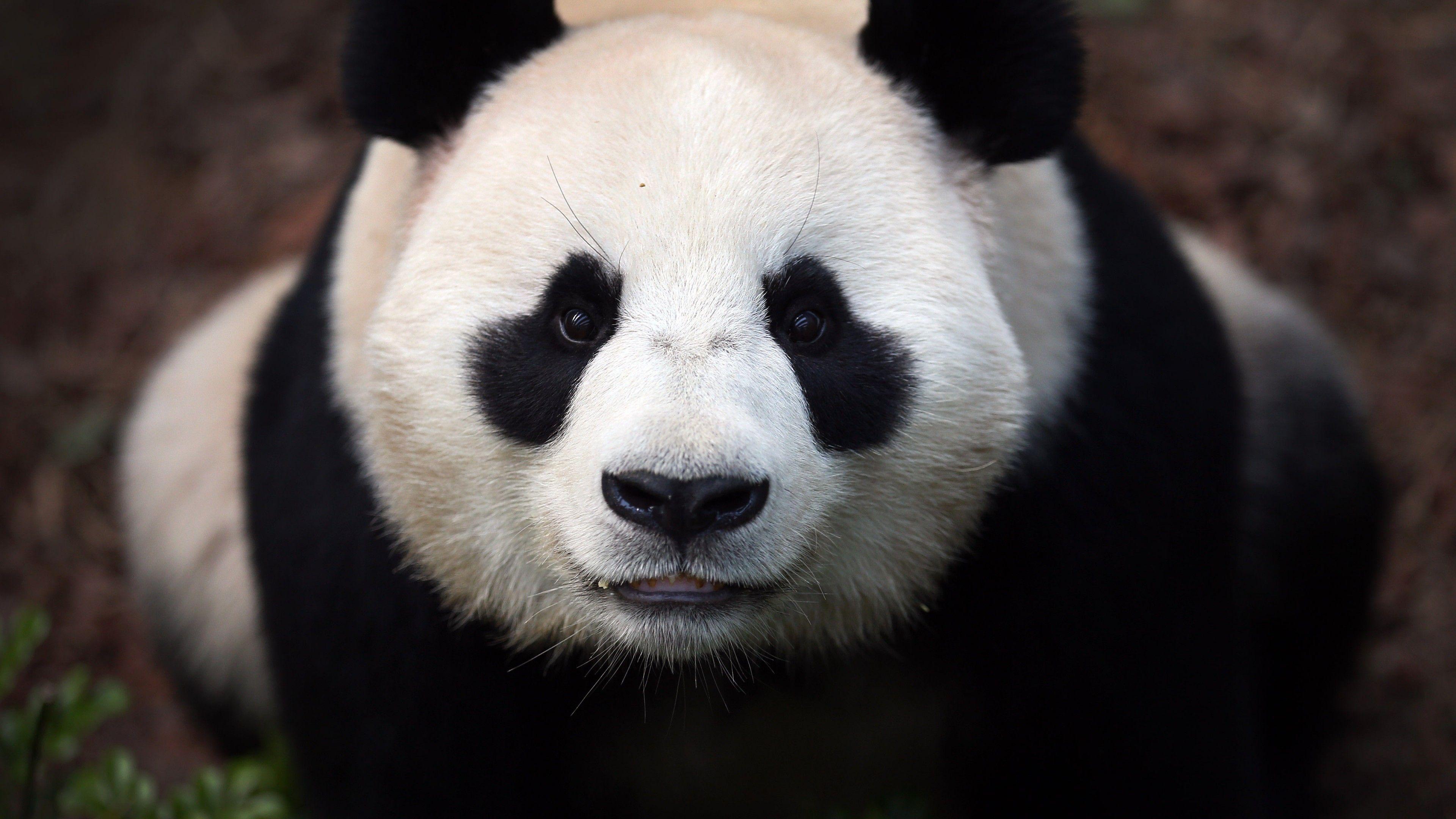 Panda Eyes Wallpapers - Top Free Panda Eyes Backgrounds - WallpaperAccess