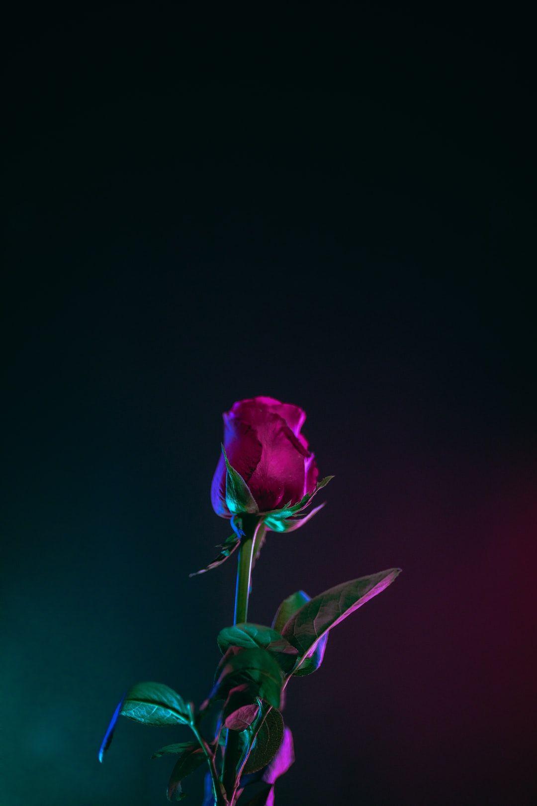 1080x1620 Rose Picture [HD]. Download Free .com