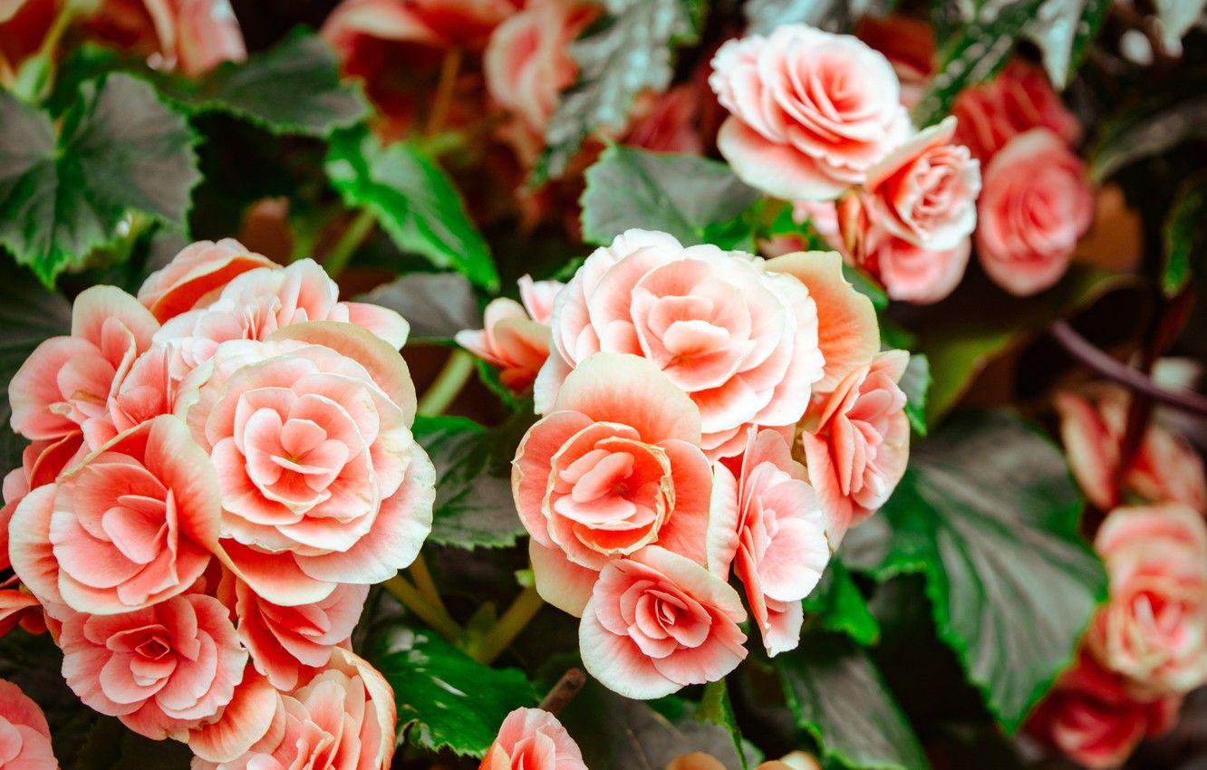 1332x850 Wallpaper flowers, Bush, flowers .