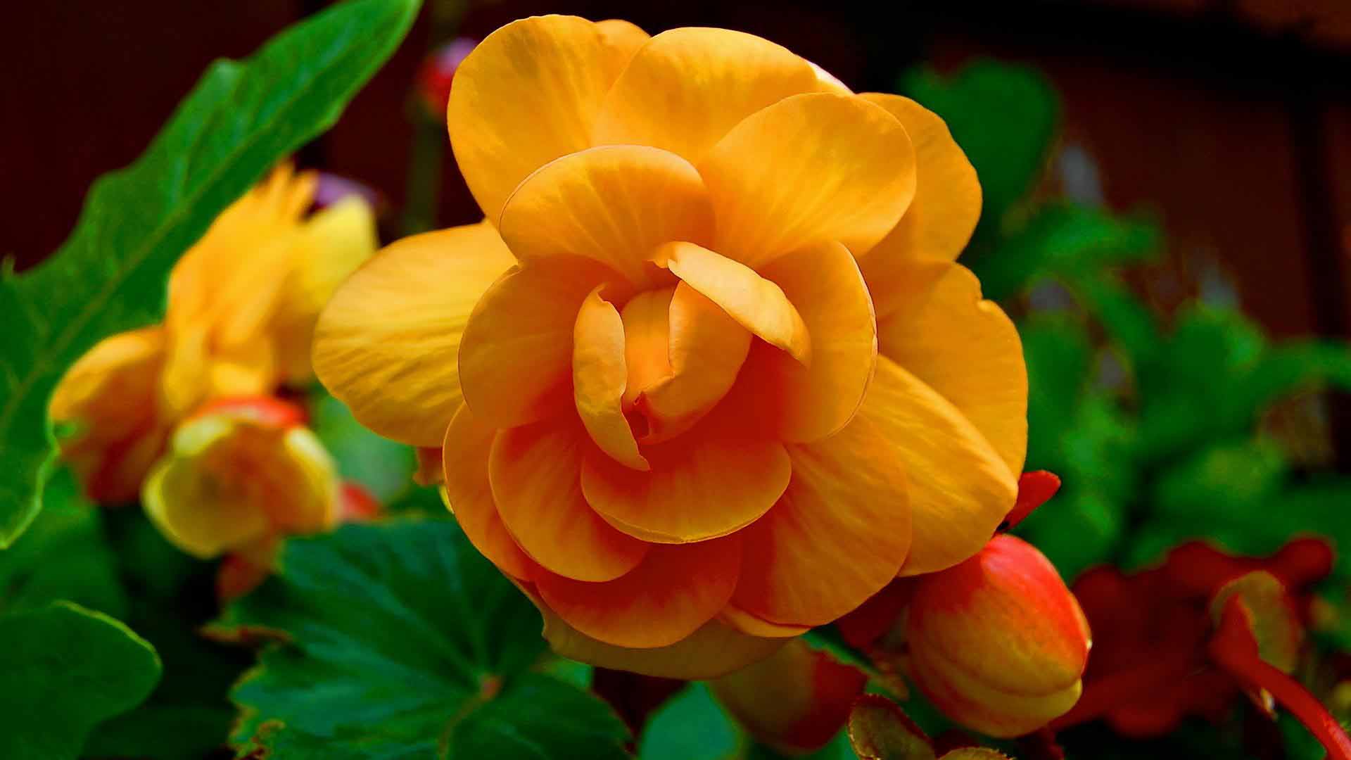 1920x1080 Begonia Flowers