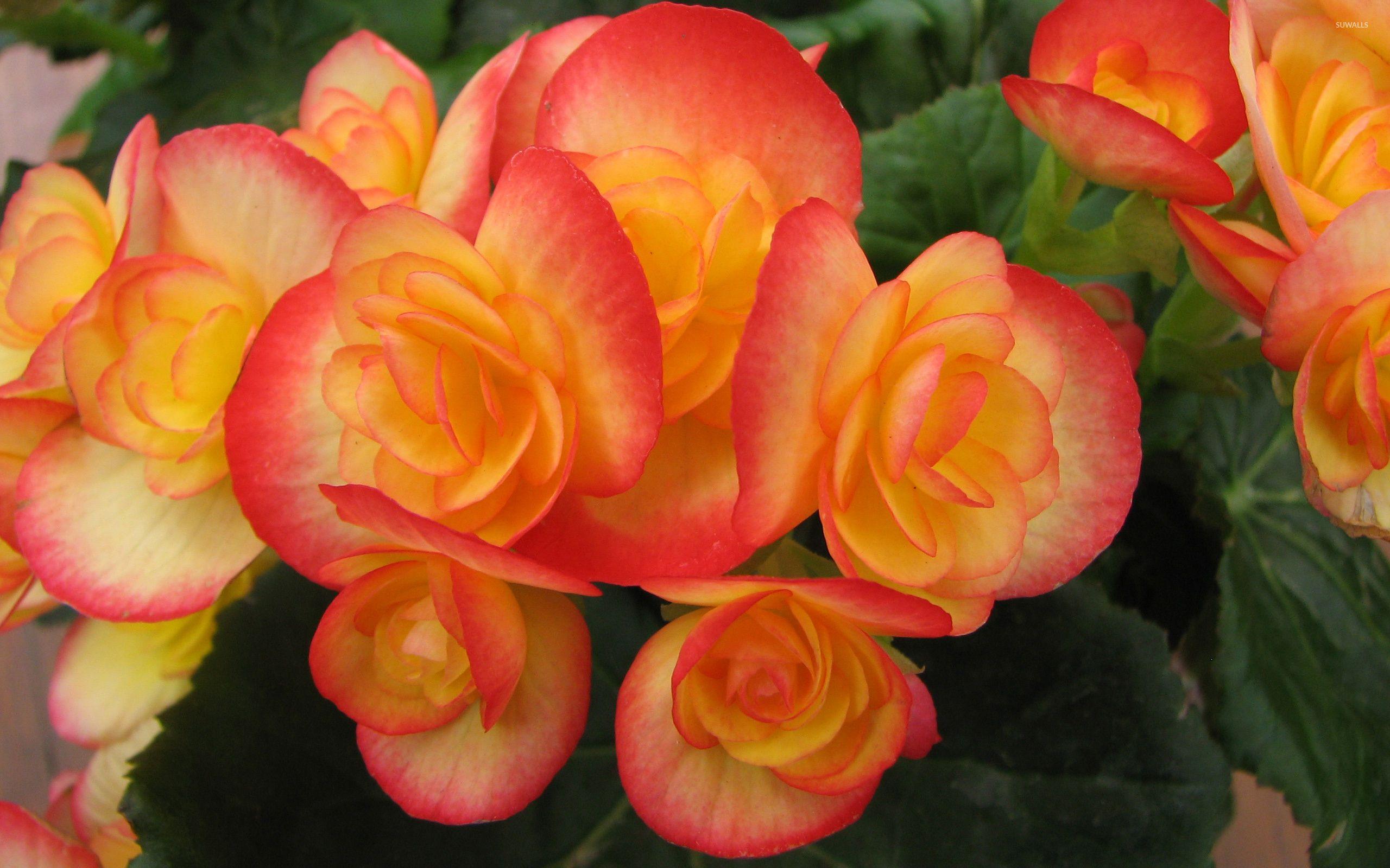 2560x1600 Begonia Flowers