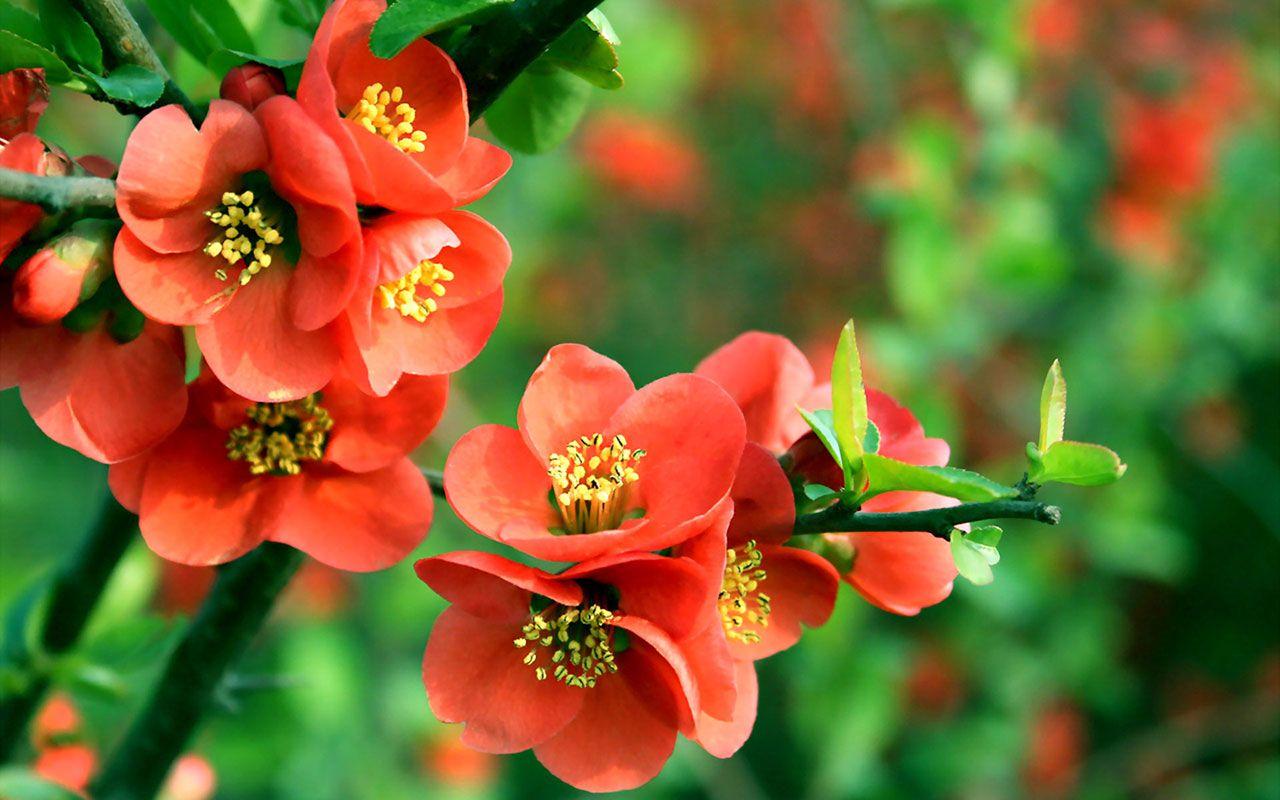 1280x800 Begonia Flower Parisienne Trailling .
