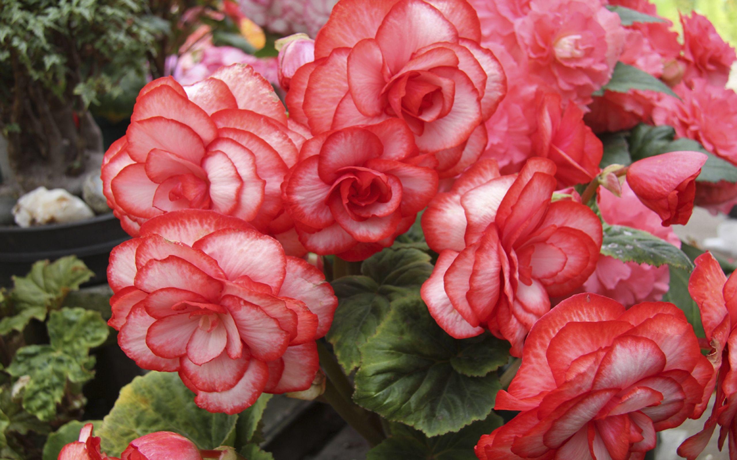 2560x1600 Begonia Flowers