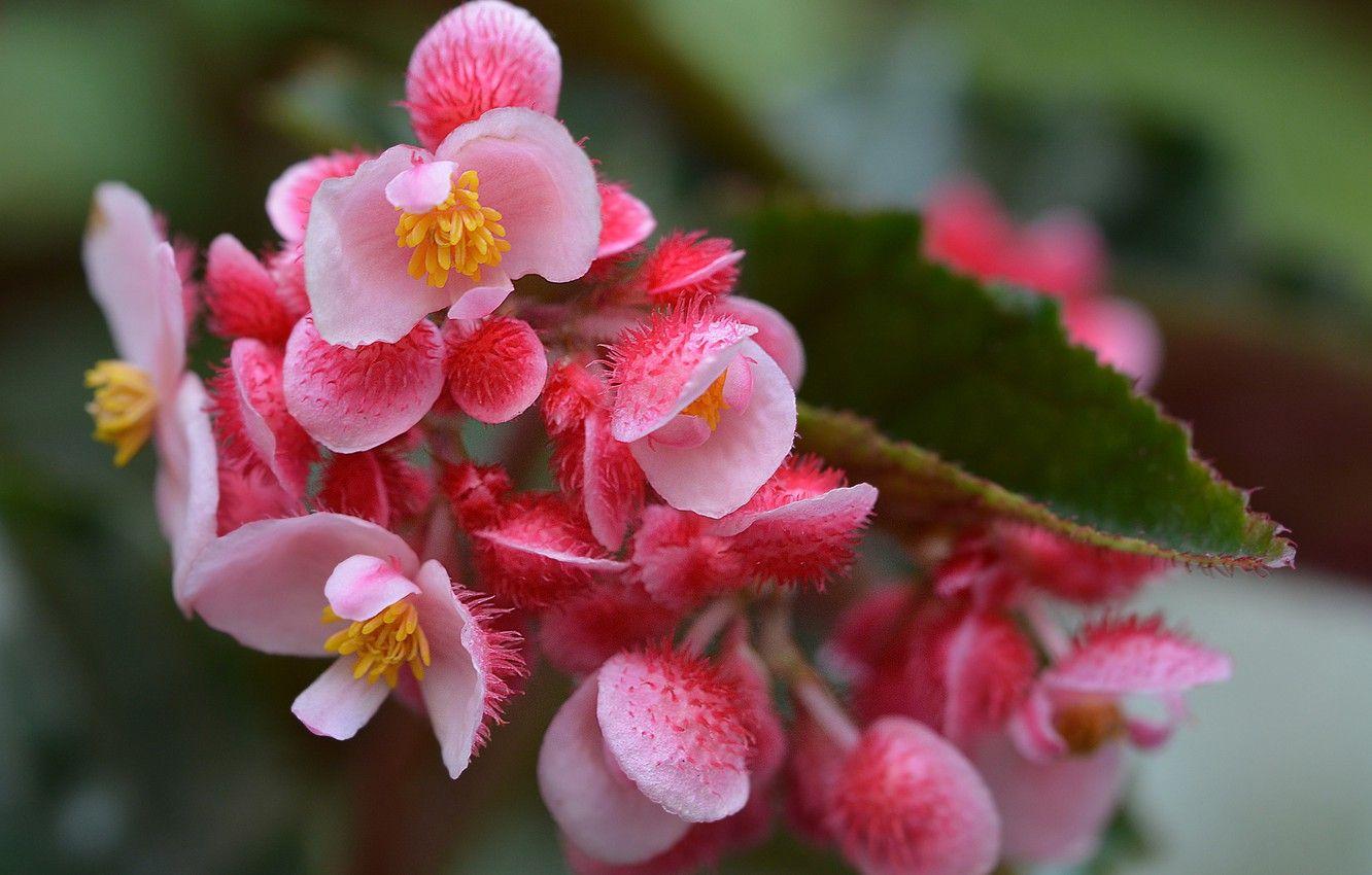1332x850 Wallpaper pink, pink, Begonia, begonia .