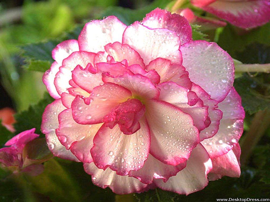 1024x768 Begonia Pink and White .