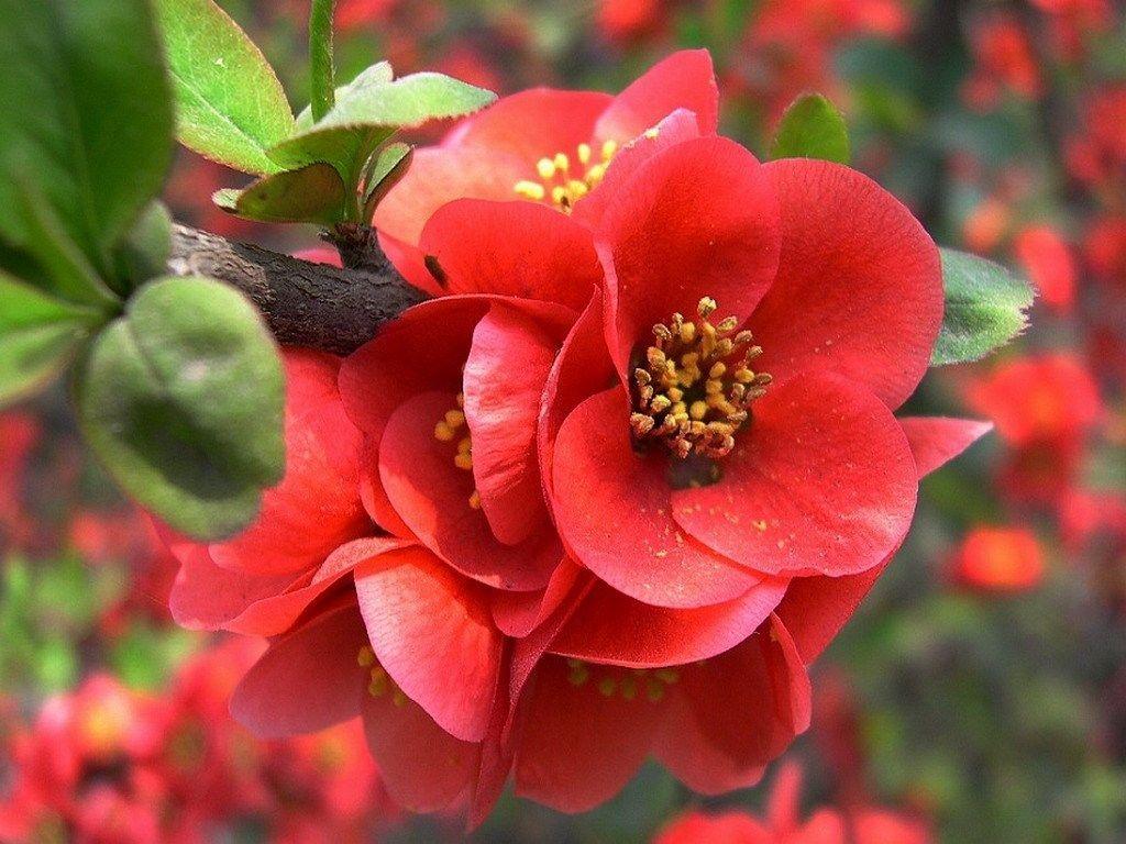 1024x768 begonia HD wallpaper. Begonia, Spring .com