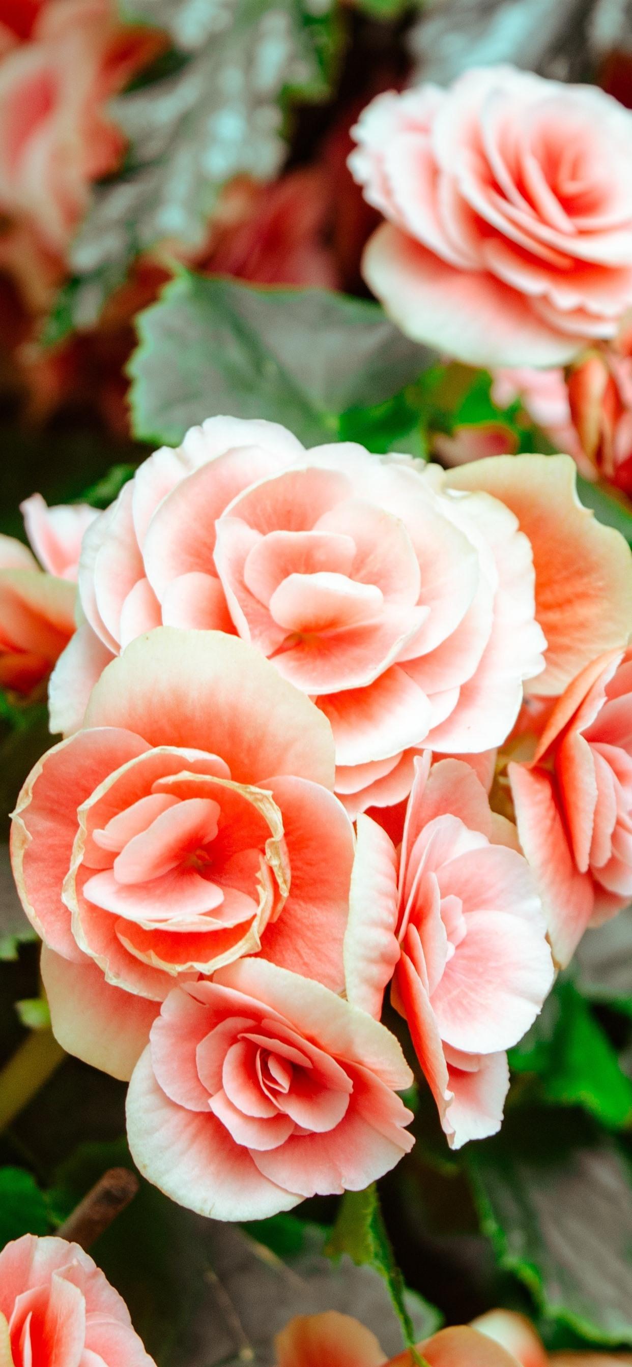 Amazing Types Of Flowering Begonias Capture for Mobile Amazing Types Of Flowering Begonias Capture for Mobile
