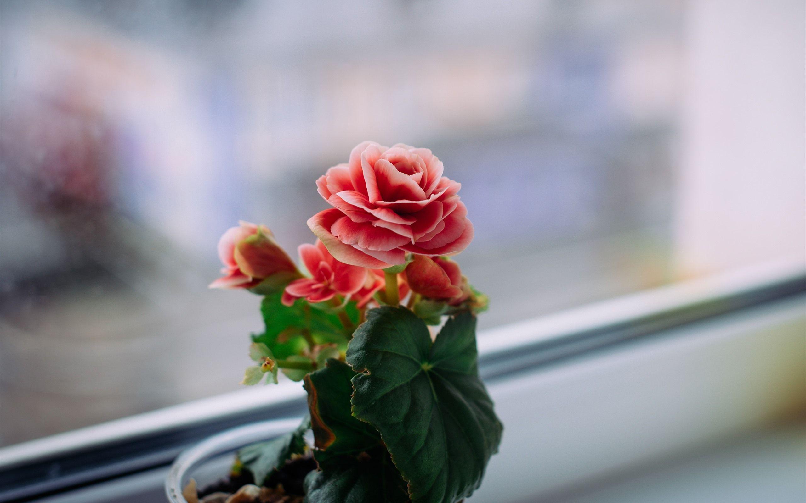 2560x1600 Wallpaper Pink Flowers, Begonia .best