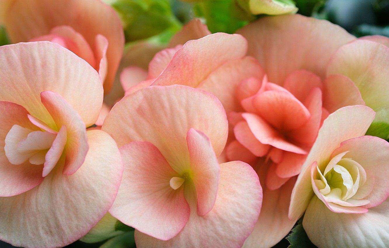 1332x850 Wallpaper macro, petals, flowers .