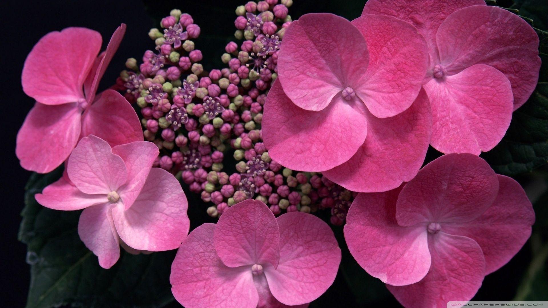 1920x1080 Begonia Ultra HD Desktop Background .