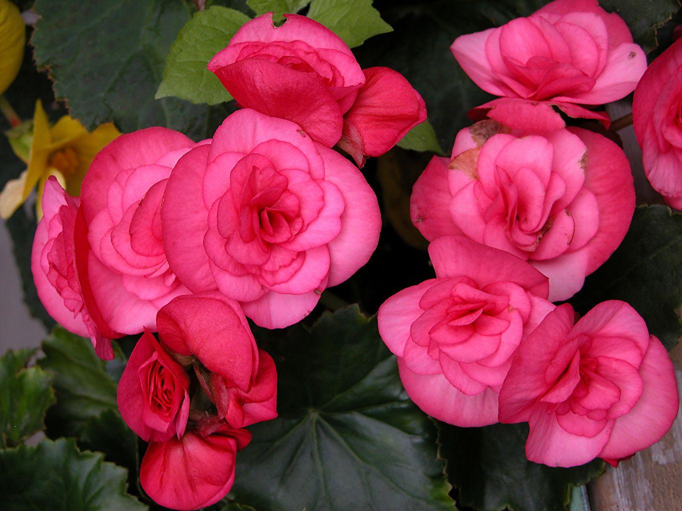 Begonia Wallpapers - Top Free Begonia Backgrounds - Wallpaperaccess