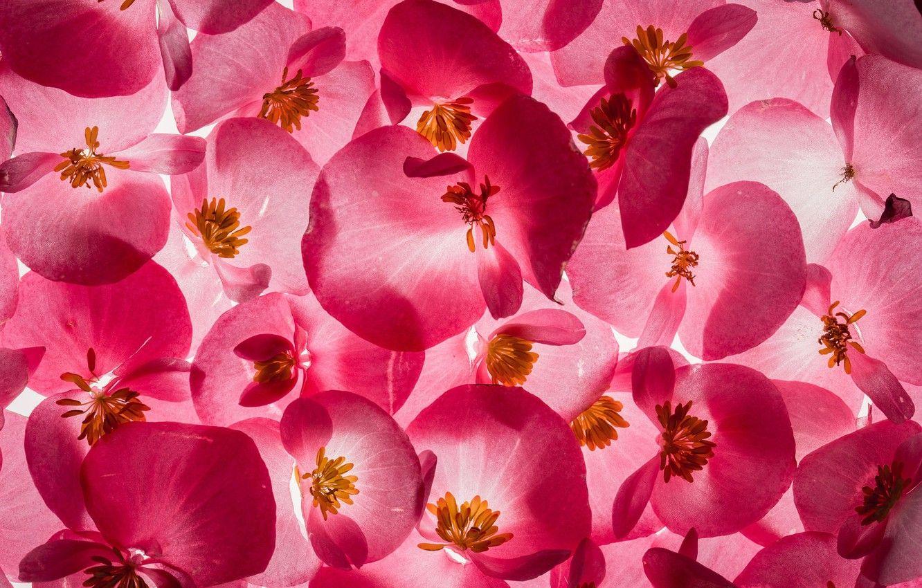 1332x850 Wallpaper flowers, texture, Begonia .