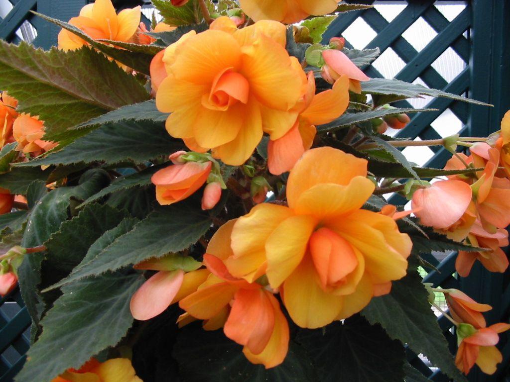 Begonia Wallpapers - Top Free Begonia Backgrounds - WallpaperAccess