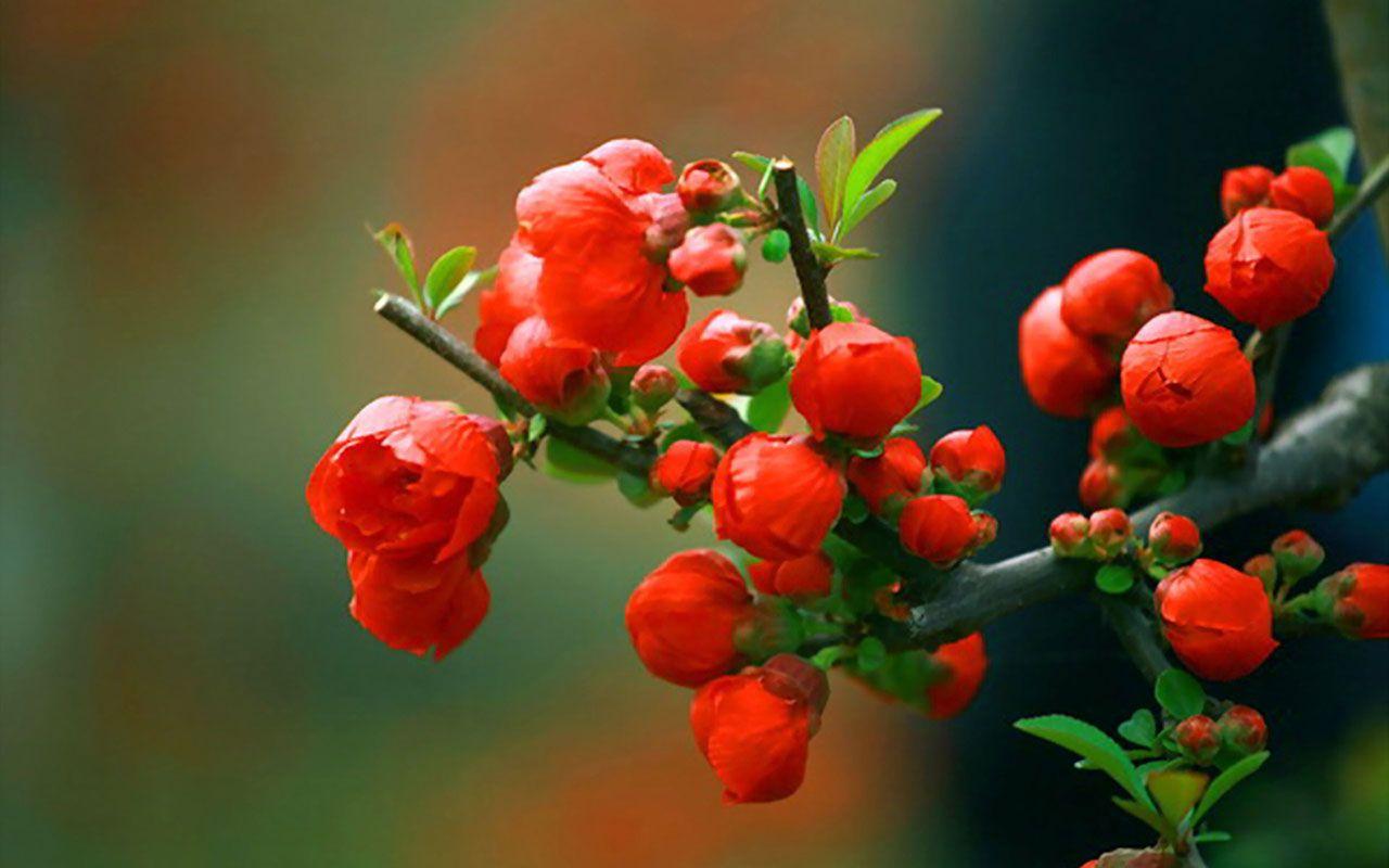 1280x800 Red Beautiful Begonia Flower Image .