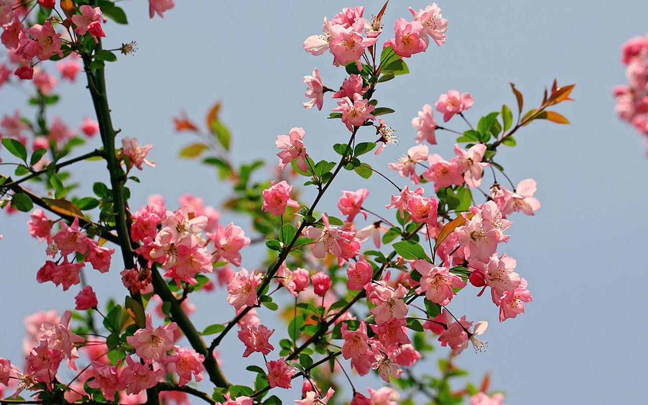 1280x800 Begonia Wallpaper .