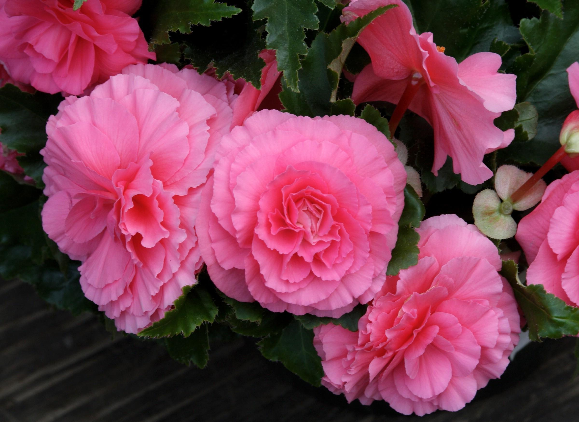 2400x1750 I Like Pink Beautiful Begonia Wallpaper .