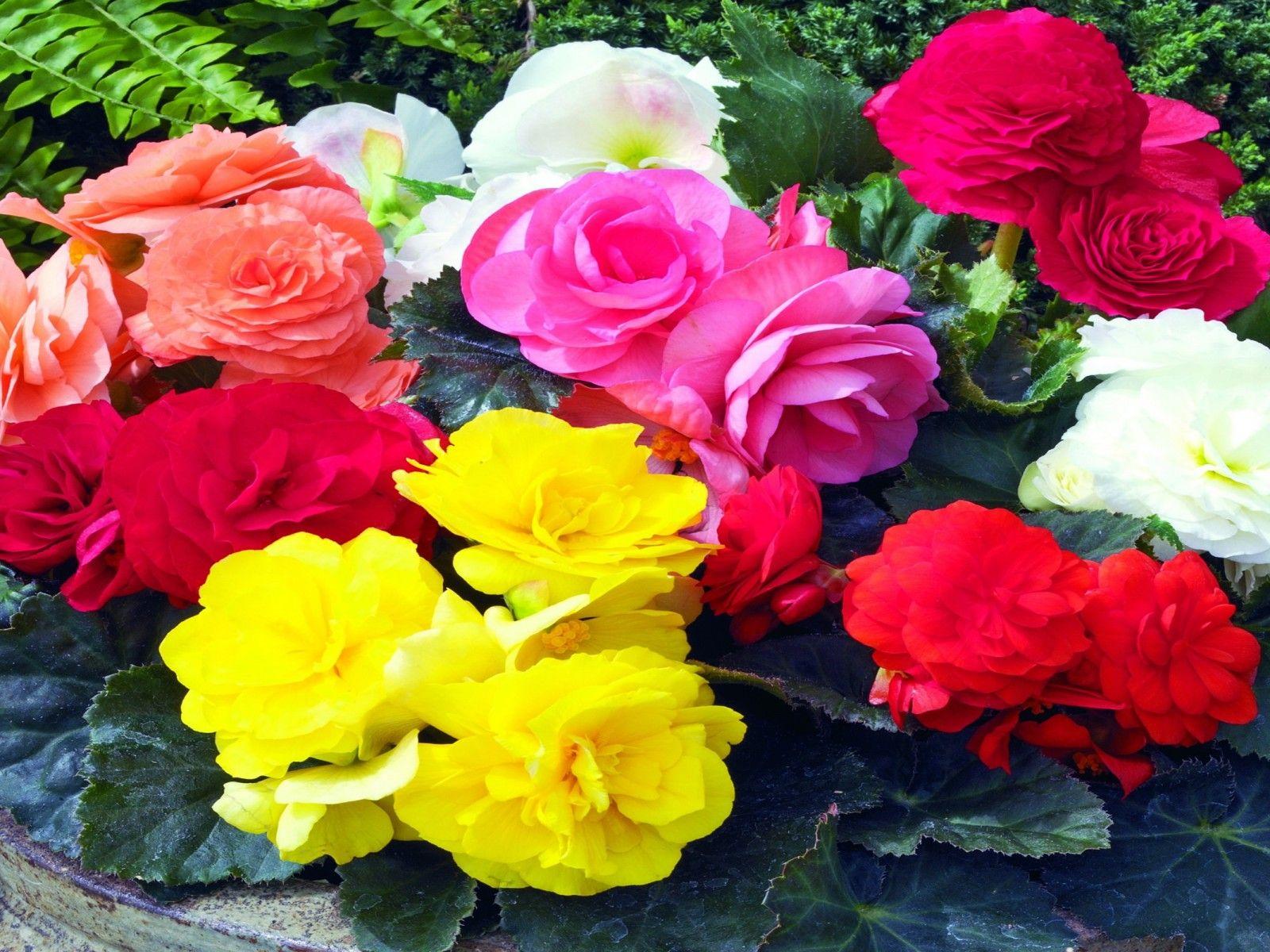 1600x1200 Tuberous Begonia Flowers