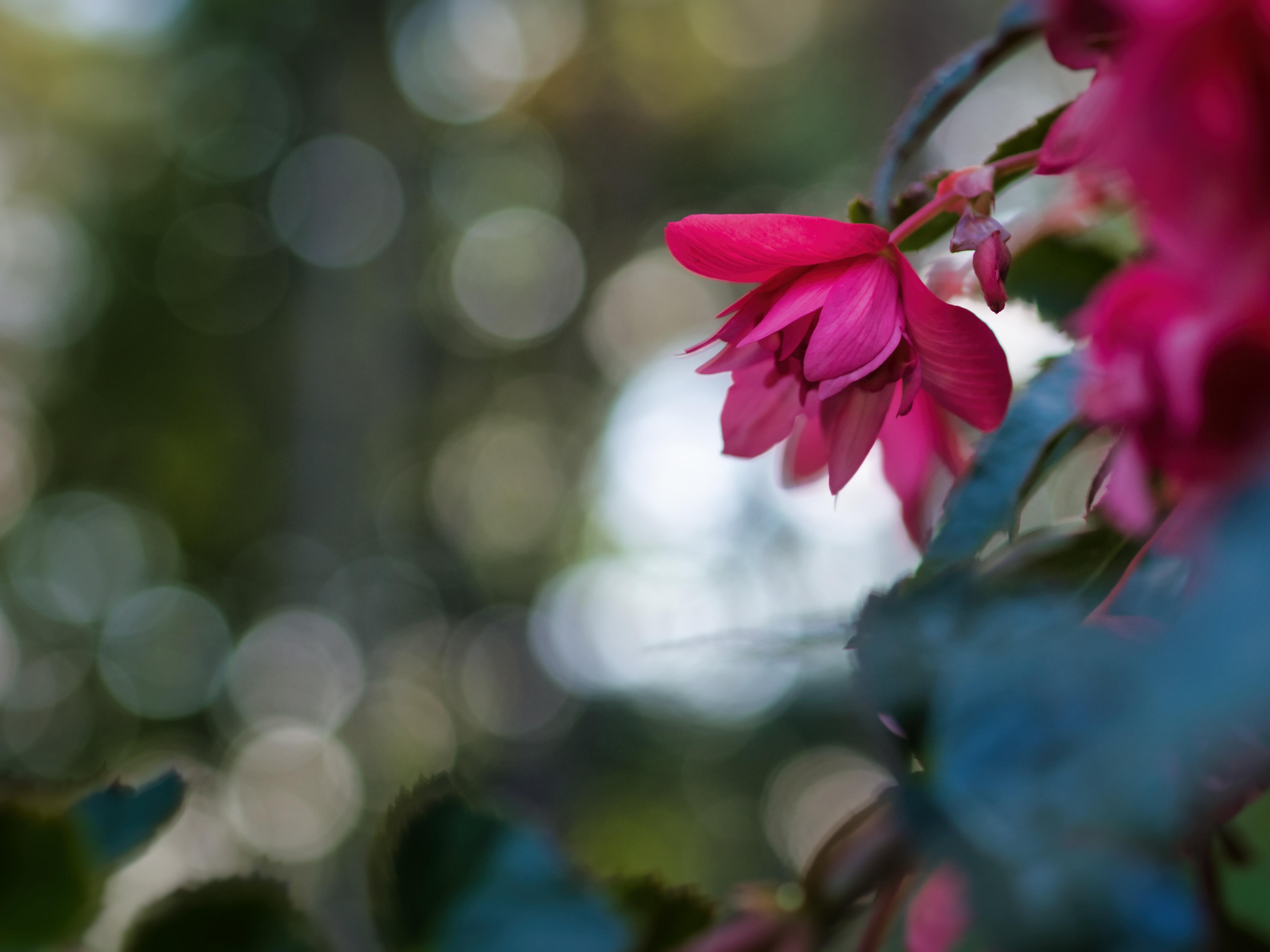 4242x3182 Begonia Flowers