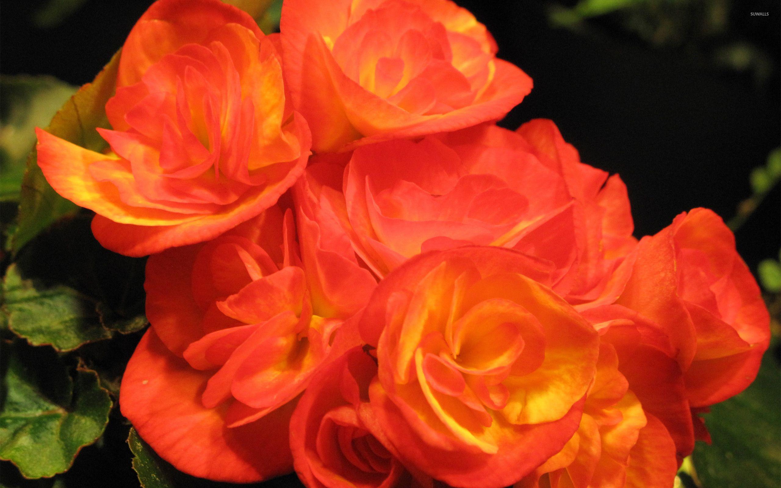 2560x1600 Orange Begonias