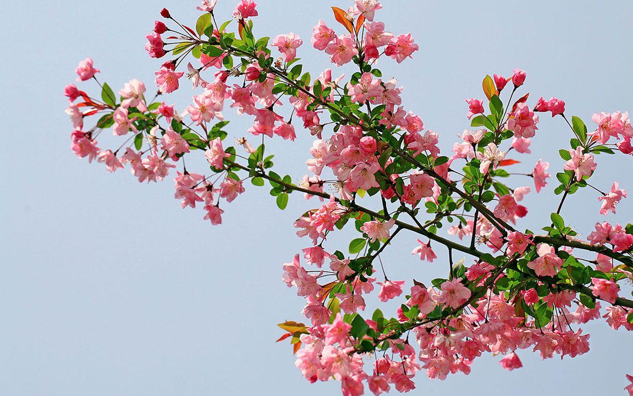 1280x800 Begonia (charming) Desktop Wallpaper 11 .wallpaper