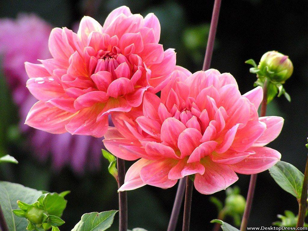 1024x768 Desktop Wallpaper Flowers .