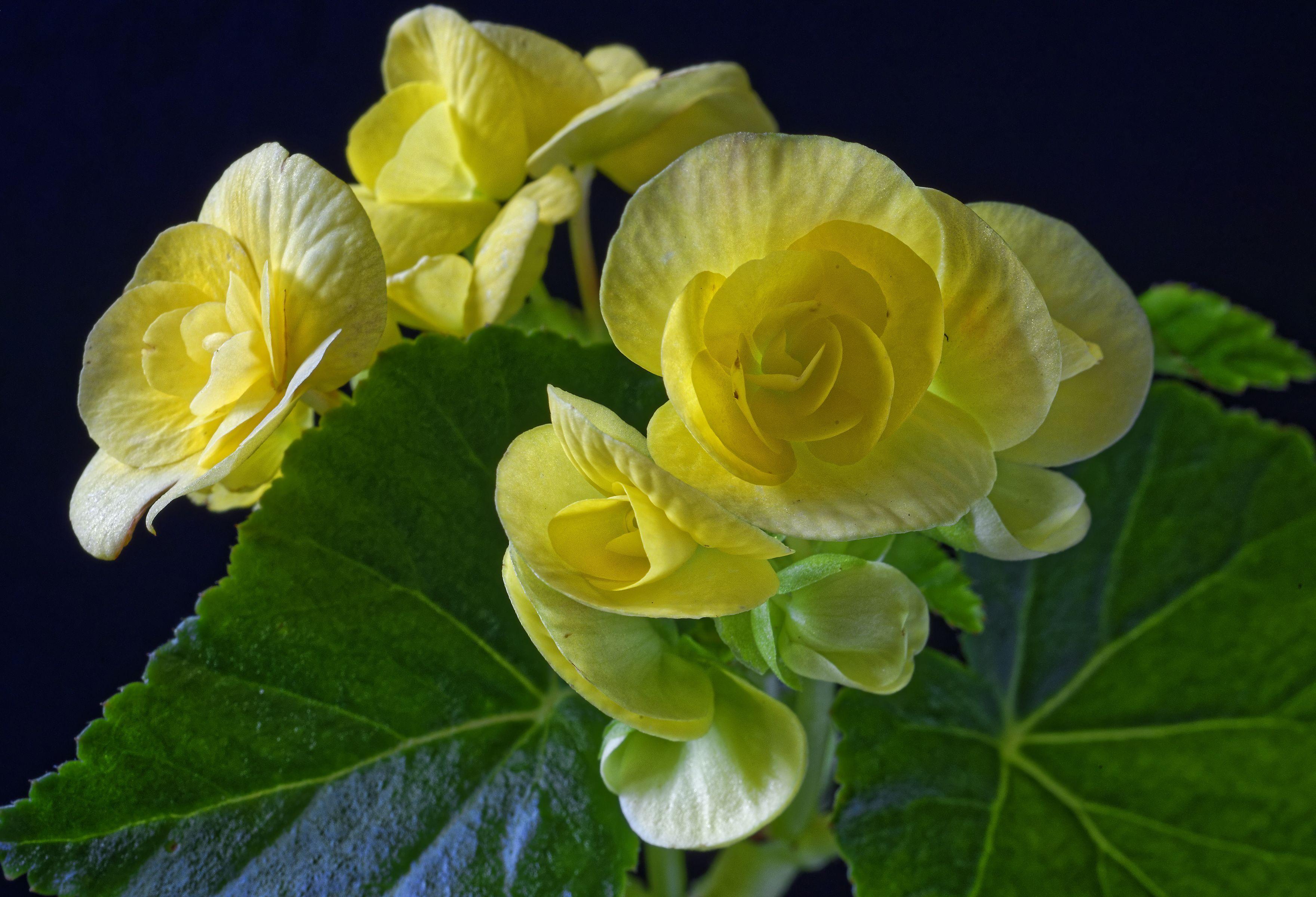 3520x2400 Desktop Wallpaper Yellow flower .