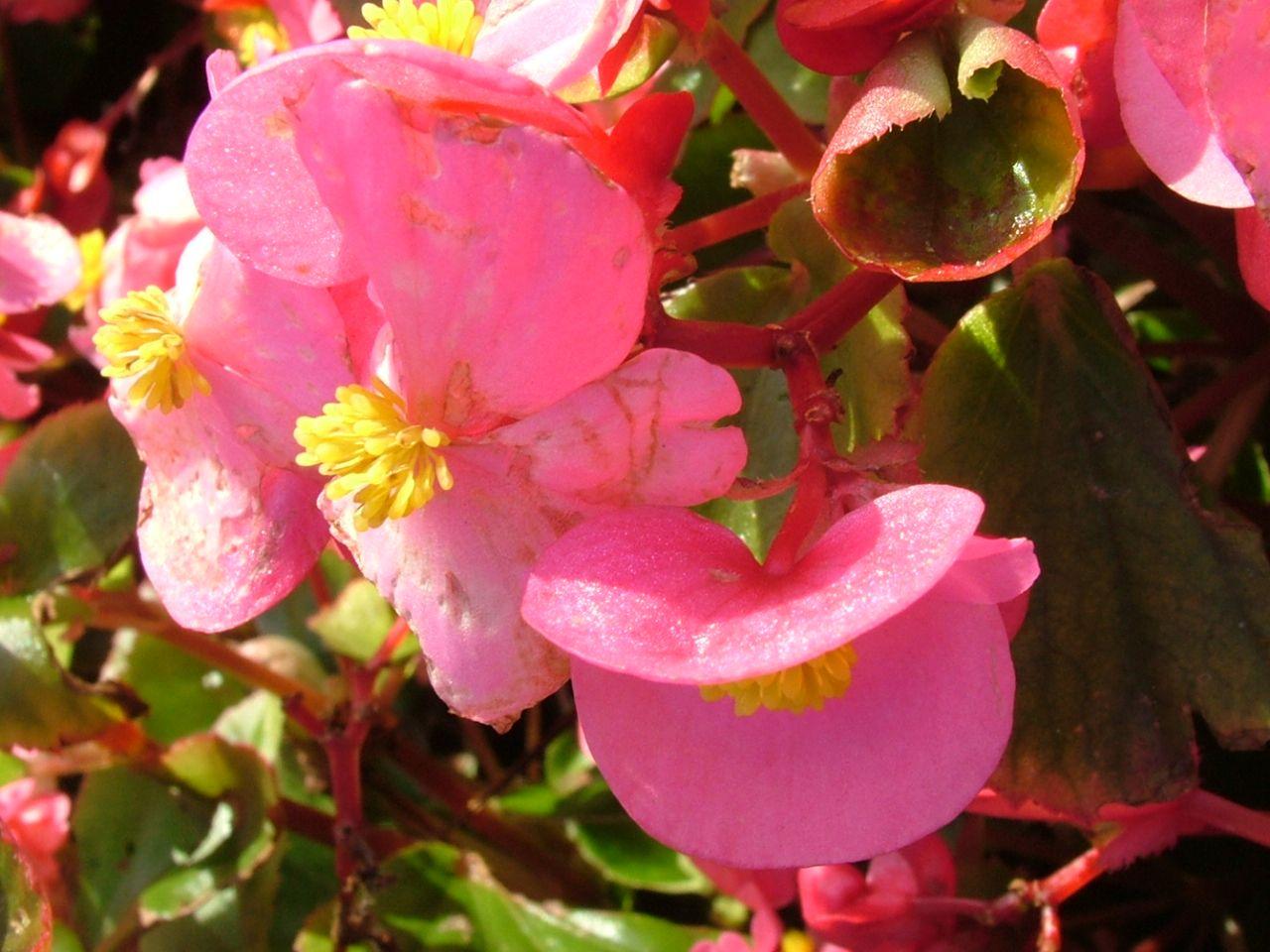 1280x960 Flowers Desktop Wallpaper: Begonia Flowerflowers Desktopwallpaper.