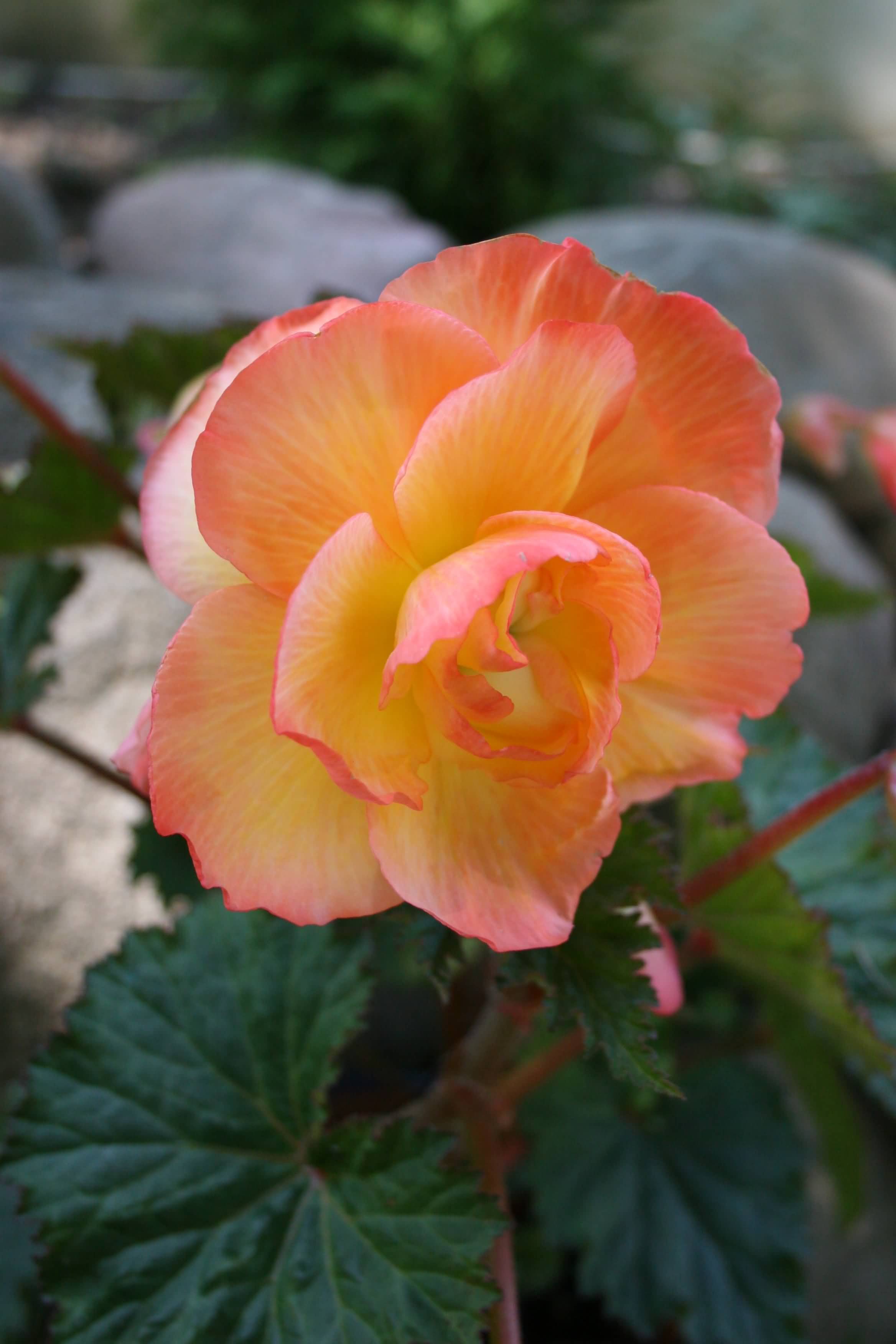2336x3504 Incredible Begonia Flower Picture .