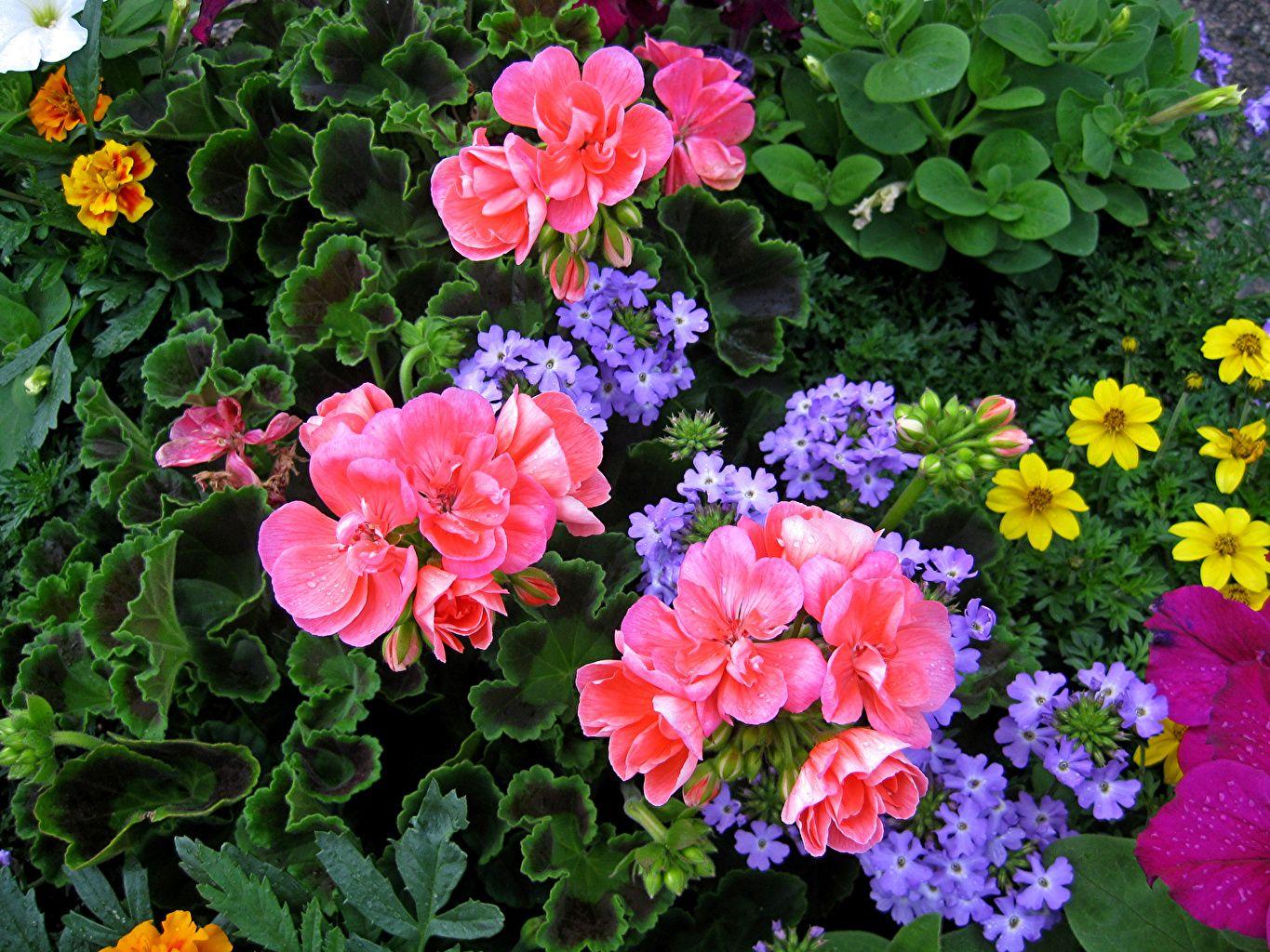 1365x1024 Image flower Begonia