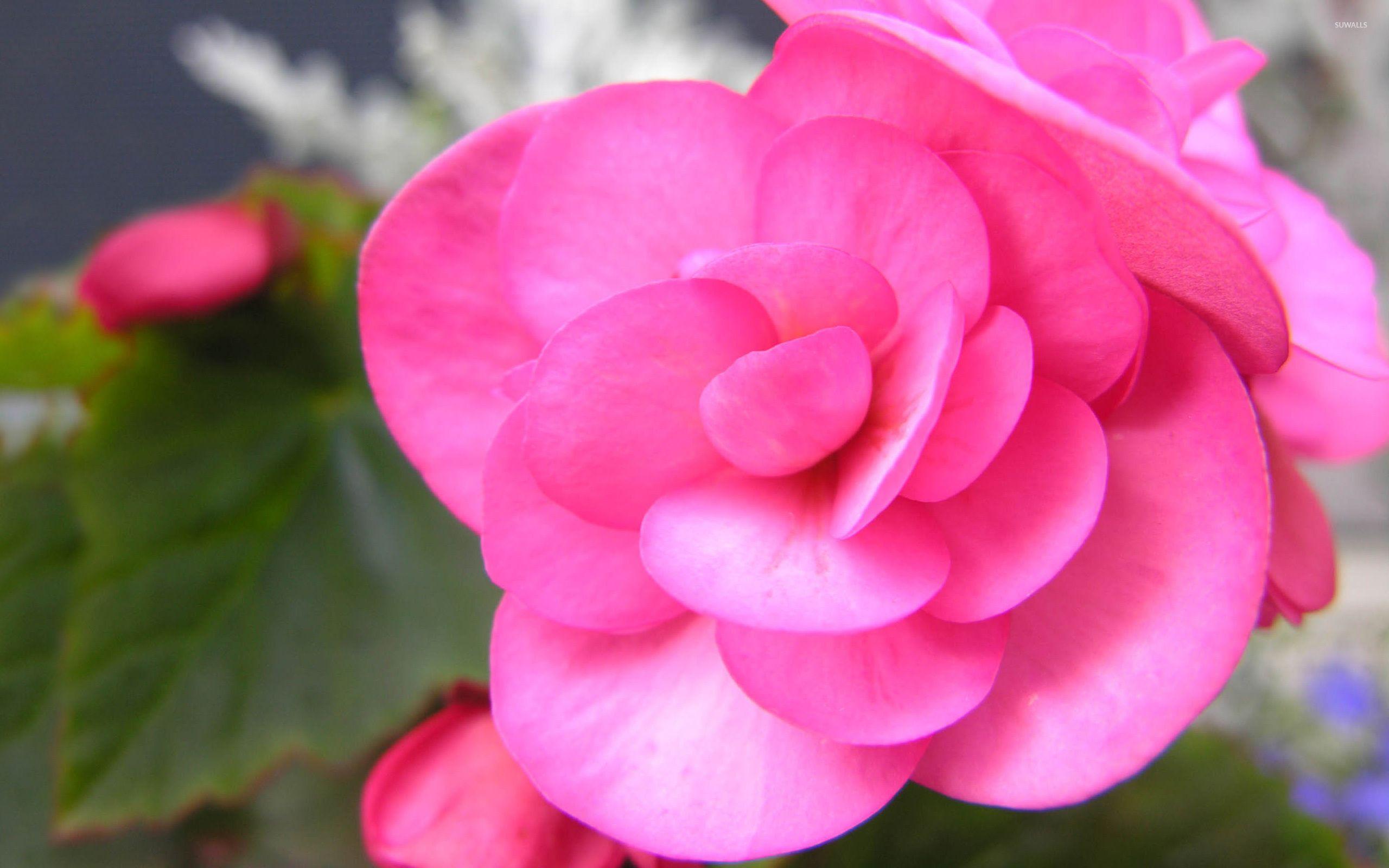 2560x1600 Pink Begonia wallpaper .